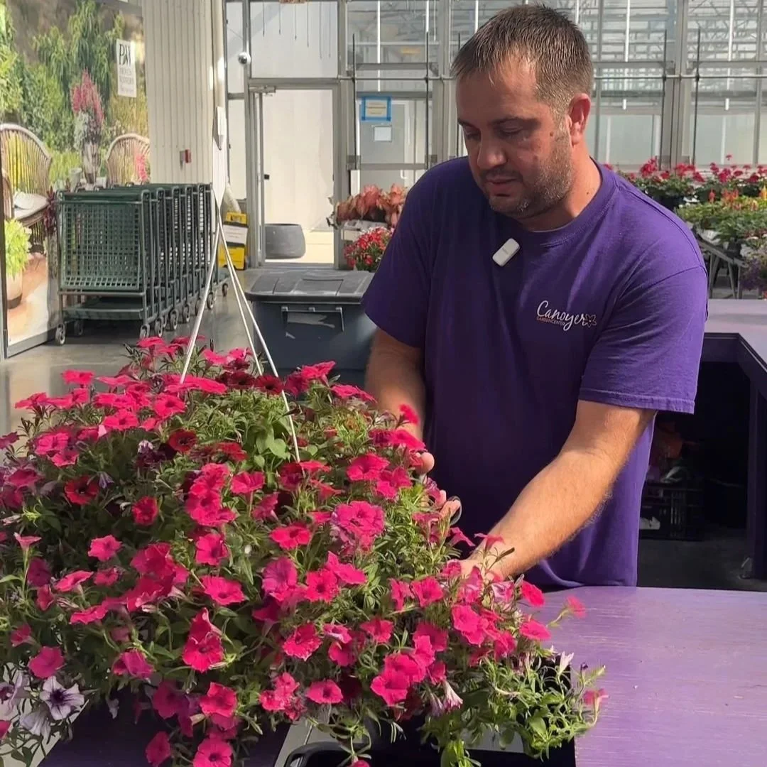 A man wearing a purple shirt tending to a large pink and purple flowering plant in a greenhouse or garden center.