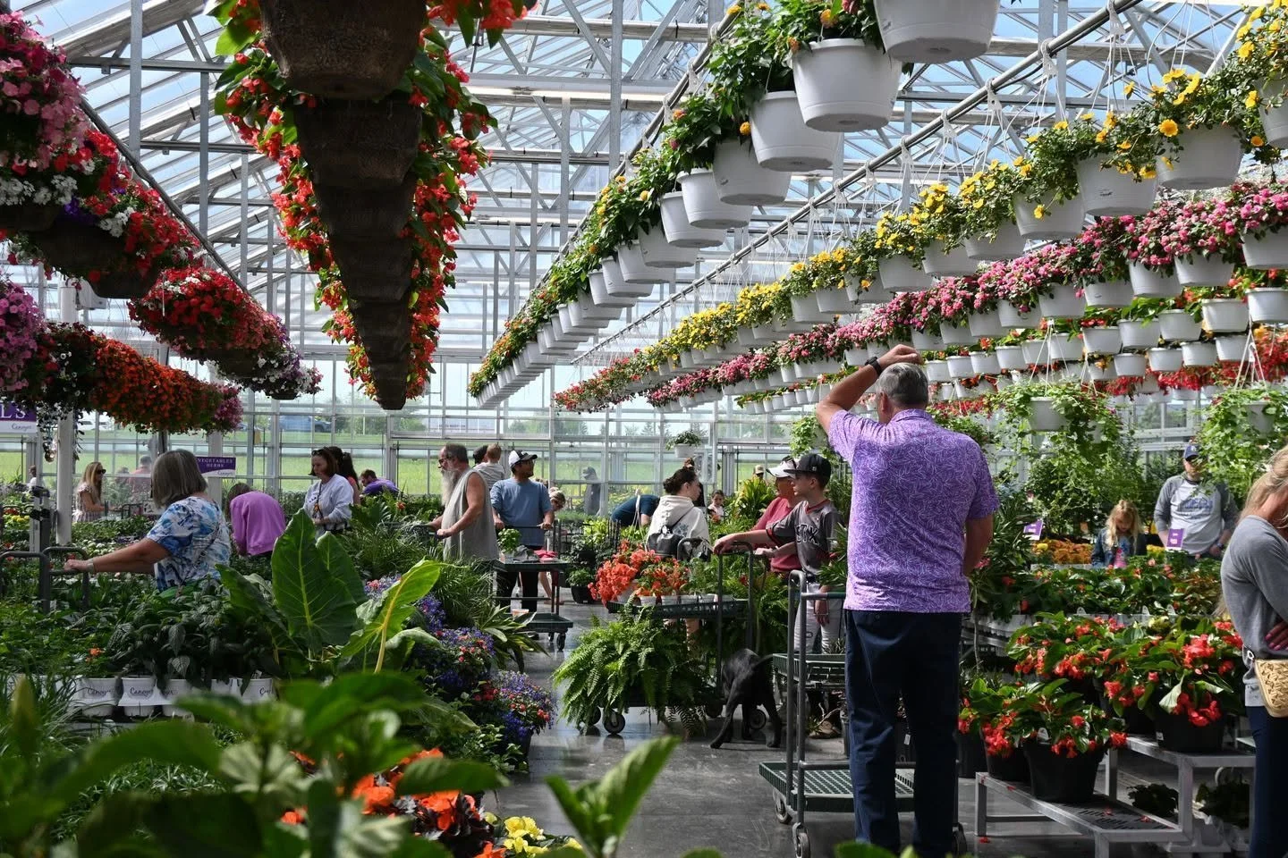 People shopping in a large greenhouse filled with hanging and potted flowers and plants.
