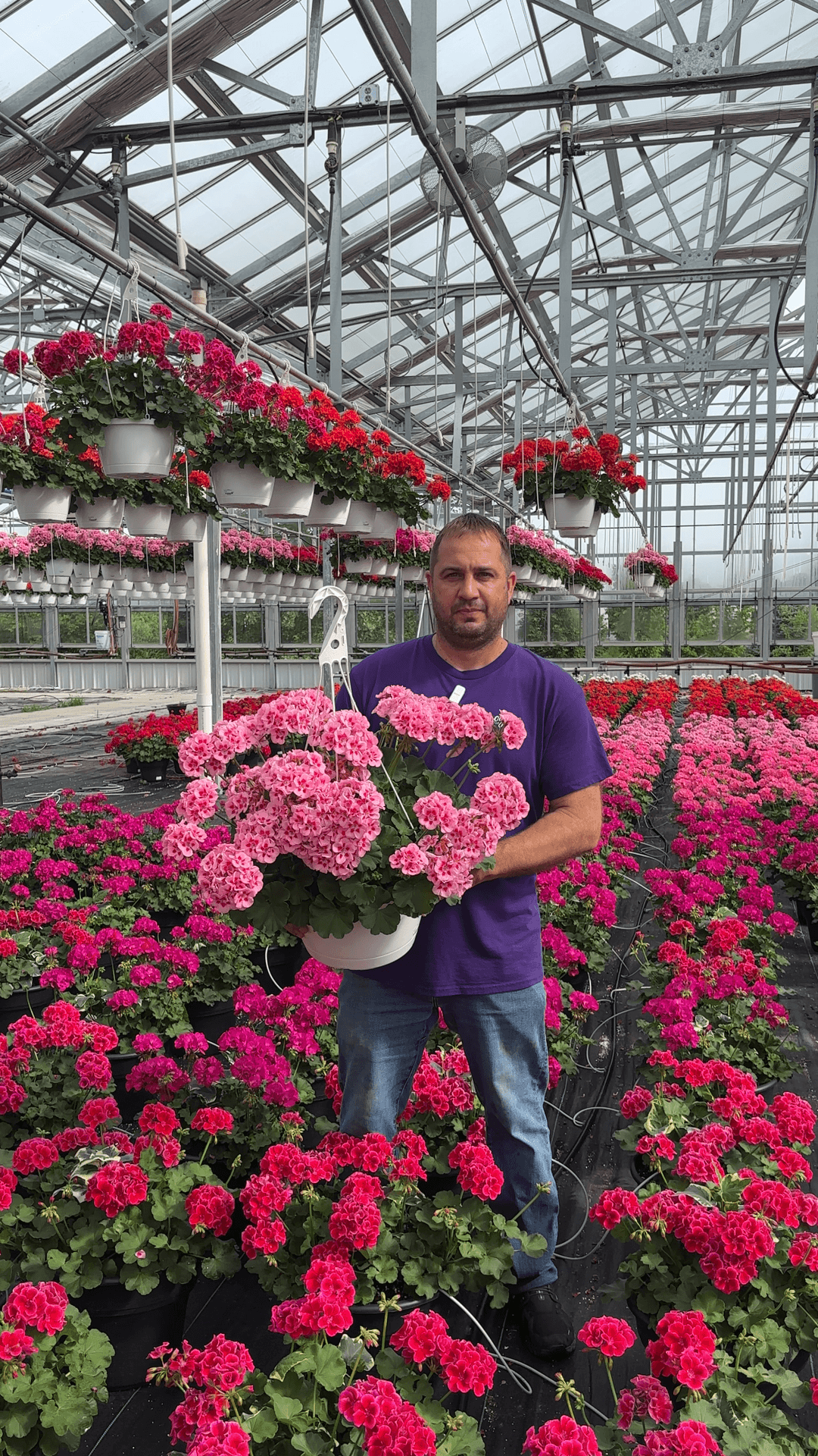 A man in a purple shirt holding a pot of pink geranium flowers inside a greenhouse filled with pink, red, and white flowers.