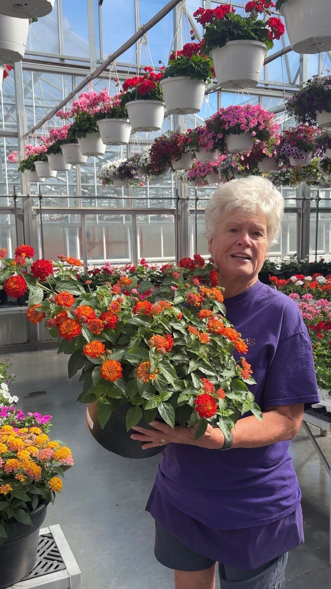 An older woman standing inside a greenhouse, holding a large pot of orange and red flowers, with hanging pink, red, and purple flowers above her.