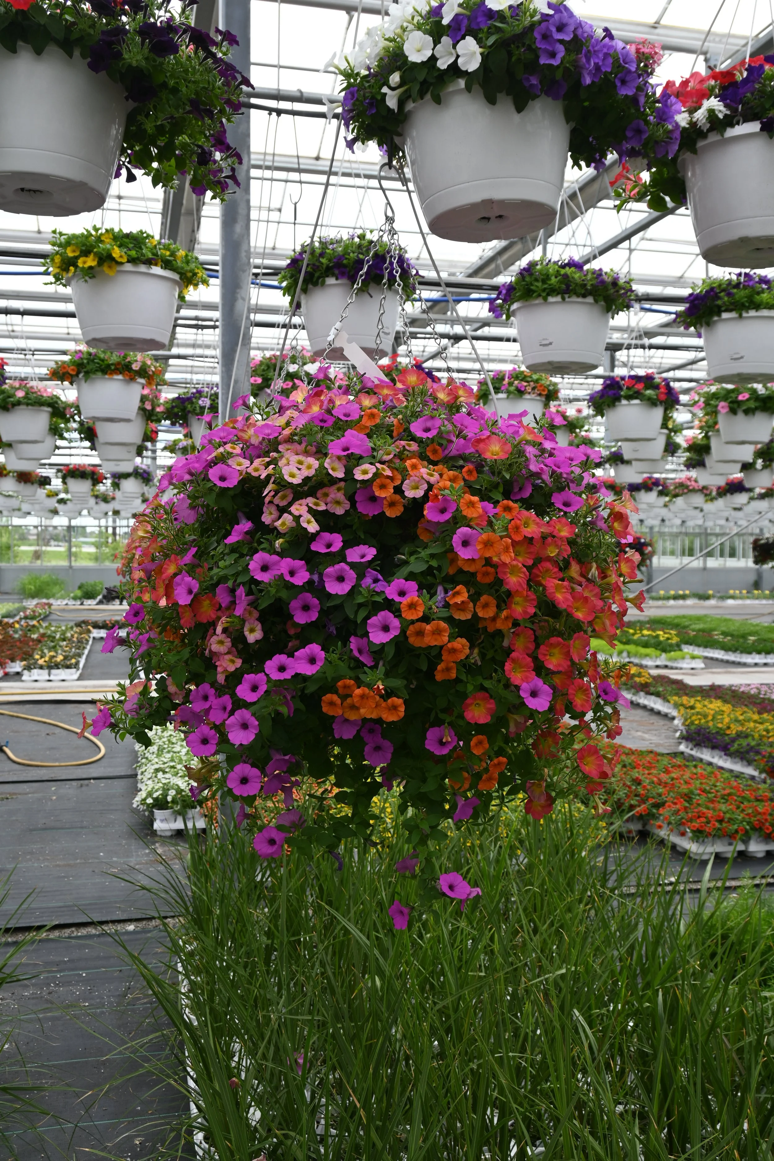 Colorful hanging flower baskets in a greenhouse filled with various blooming flowers.