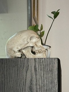 Calavera humana sobre una mesa de madera con una planta verde creciendo detrás.