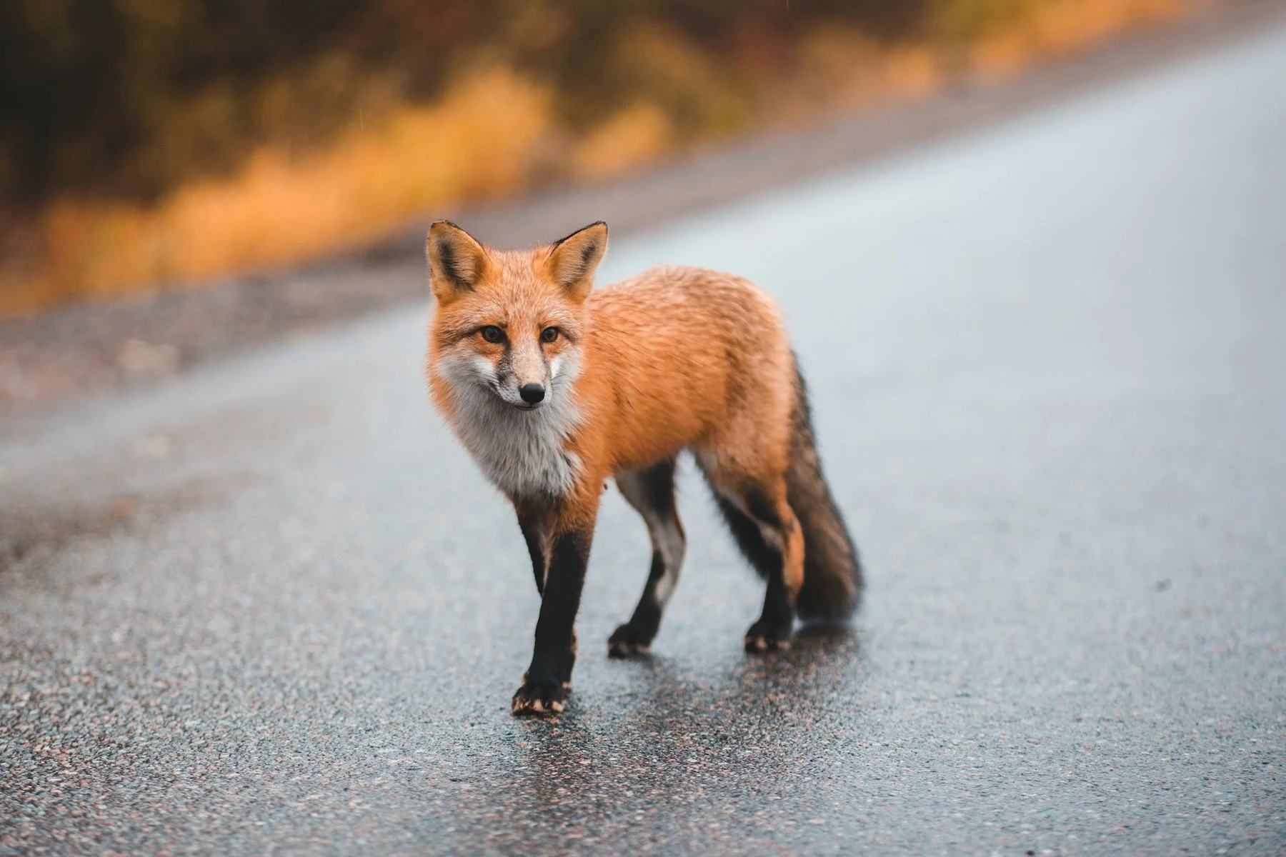 A red fox standing on a paved road with a blurred background of trees with fall foliage.