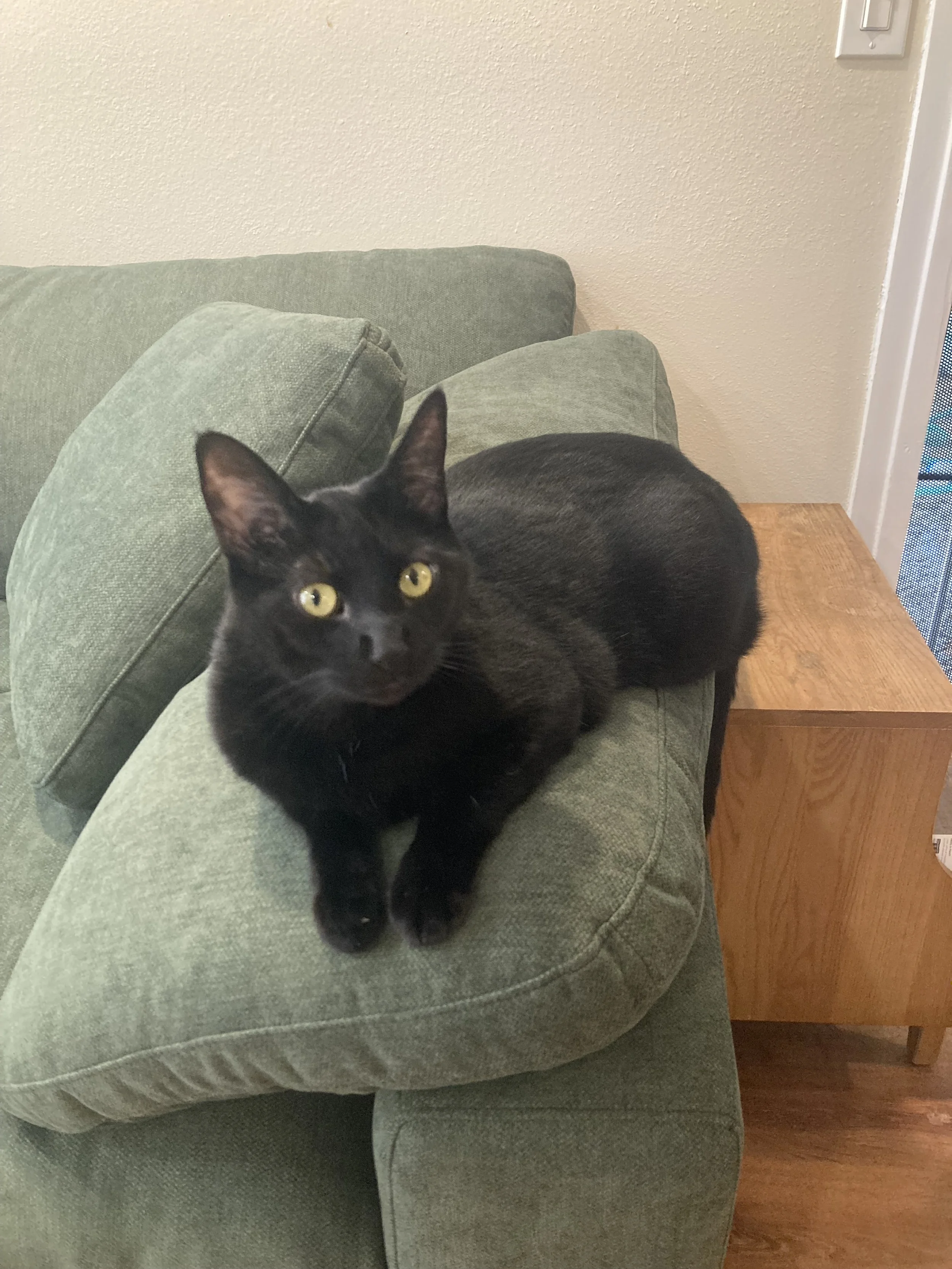black cat on green couch