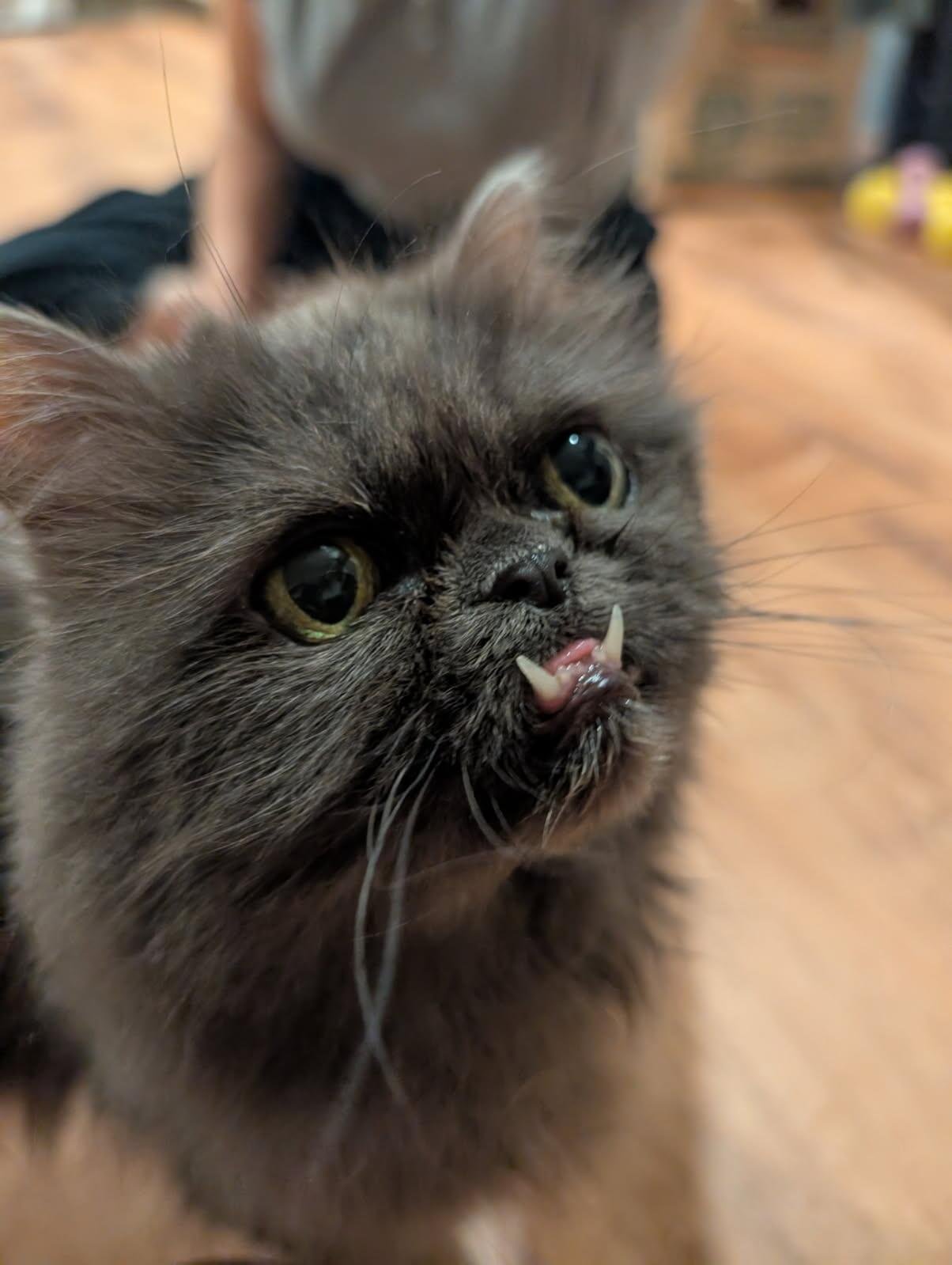 grey Persian cat with underbite