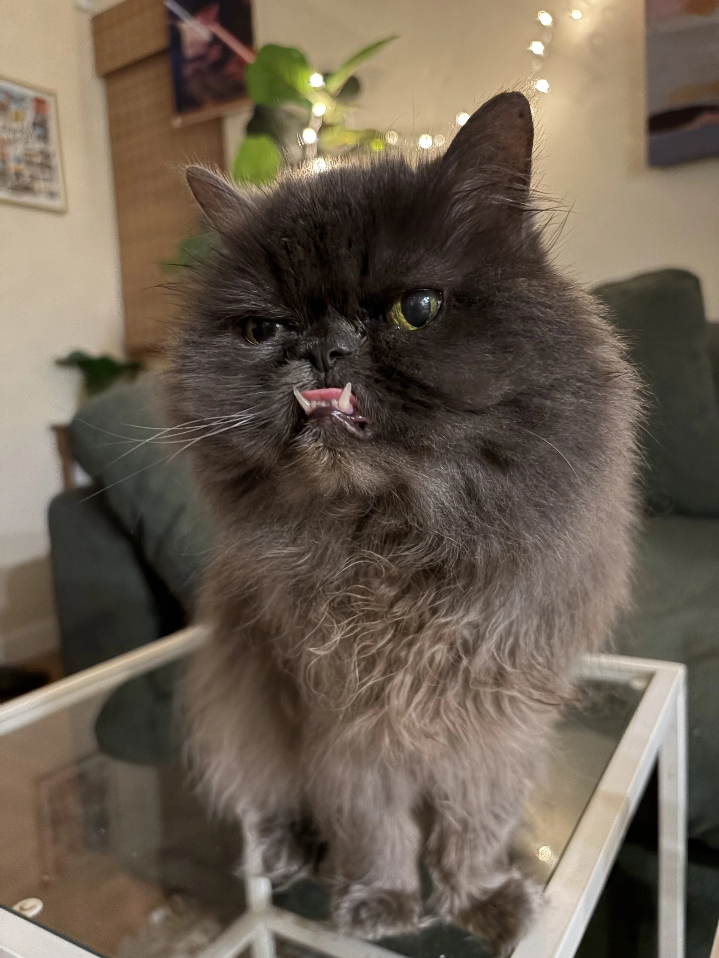 Grey Persian cat