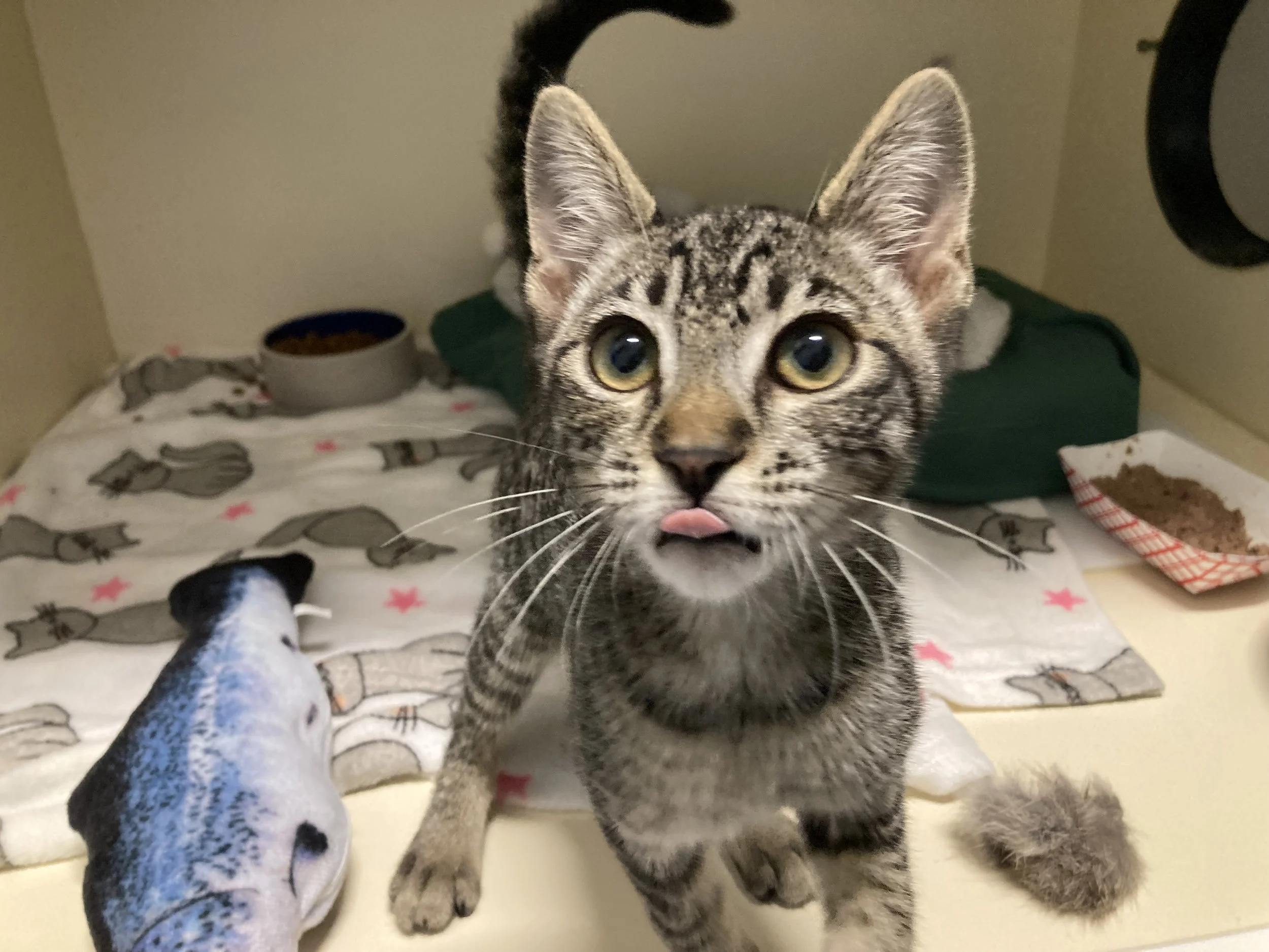 brown tabby kitten