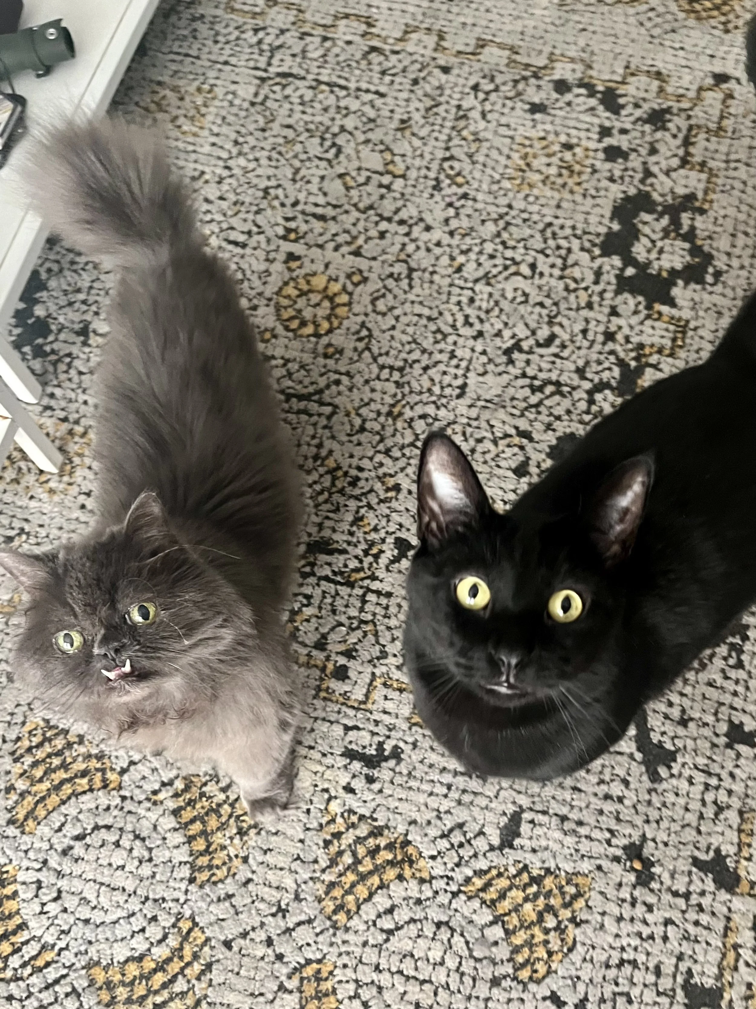 grey Persian cat and black cat standing next to each other