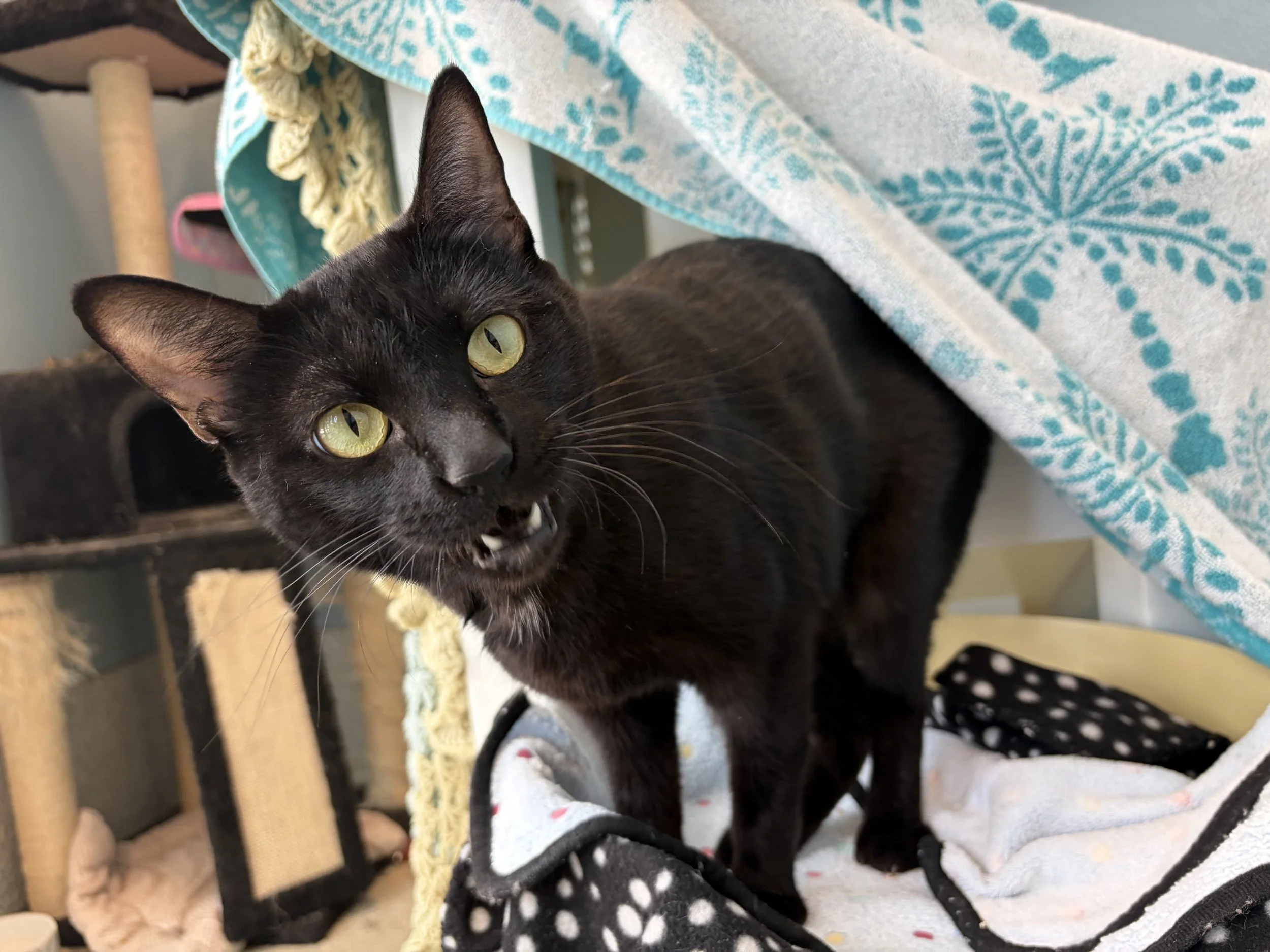 black cat on cat tree