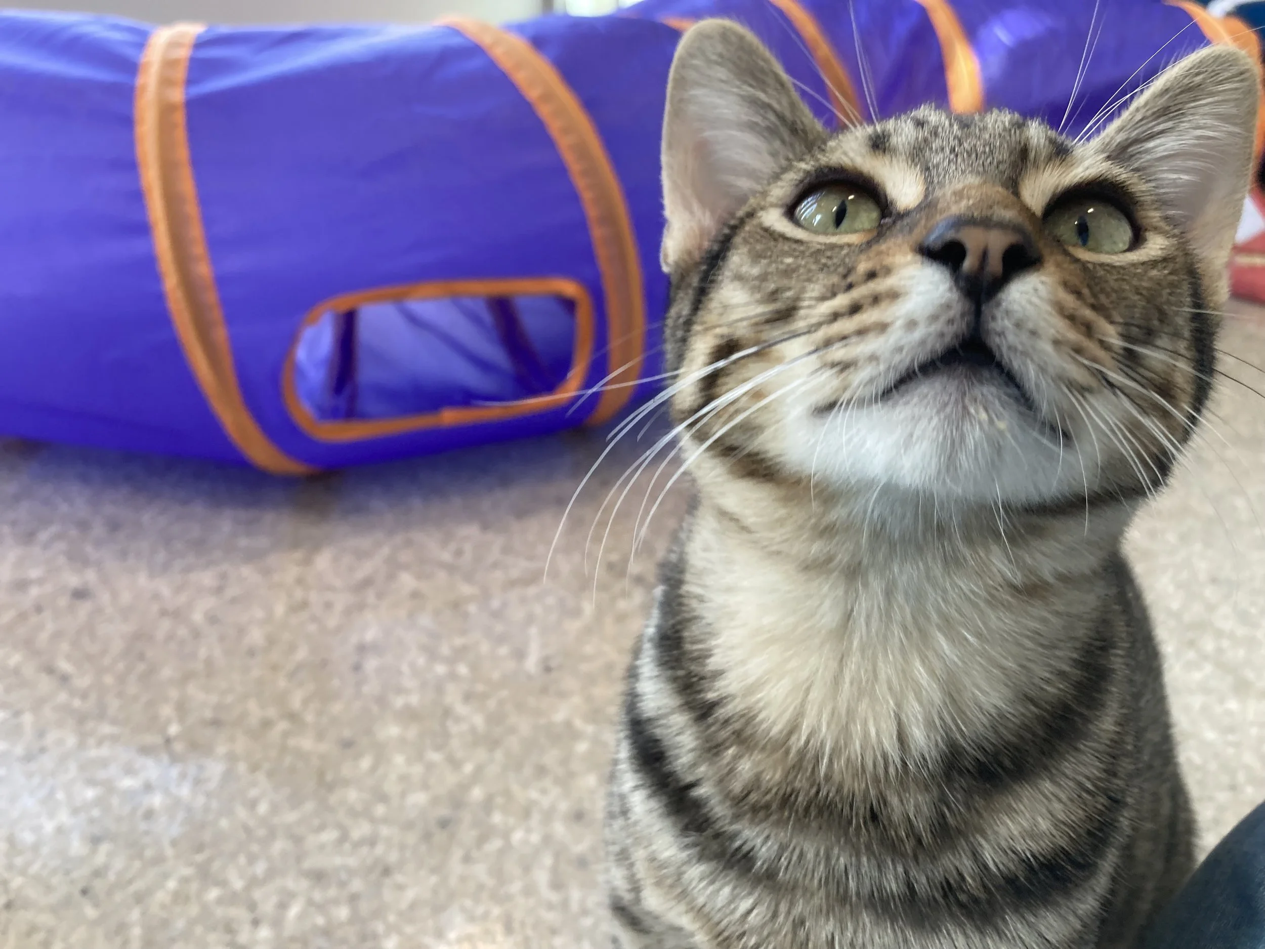 brown tabby cat