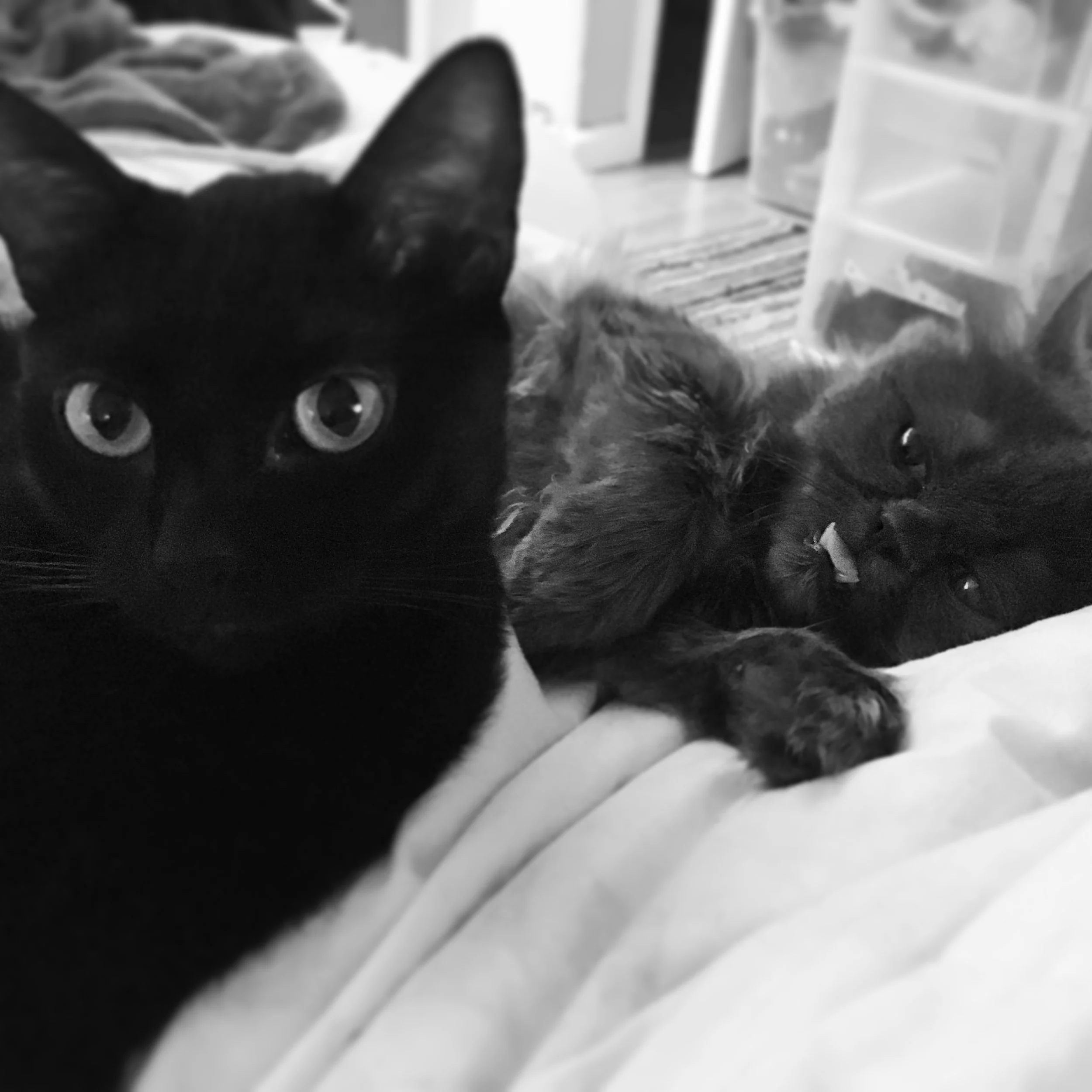 black and white photo of black cat next to Persian cat