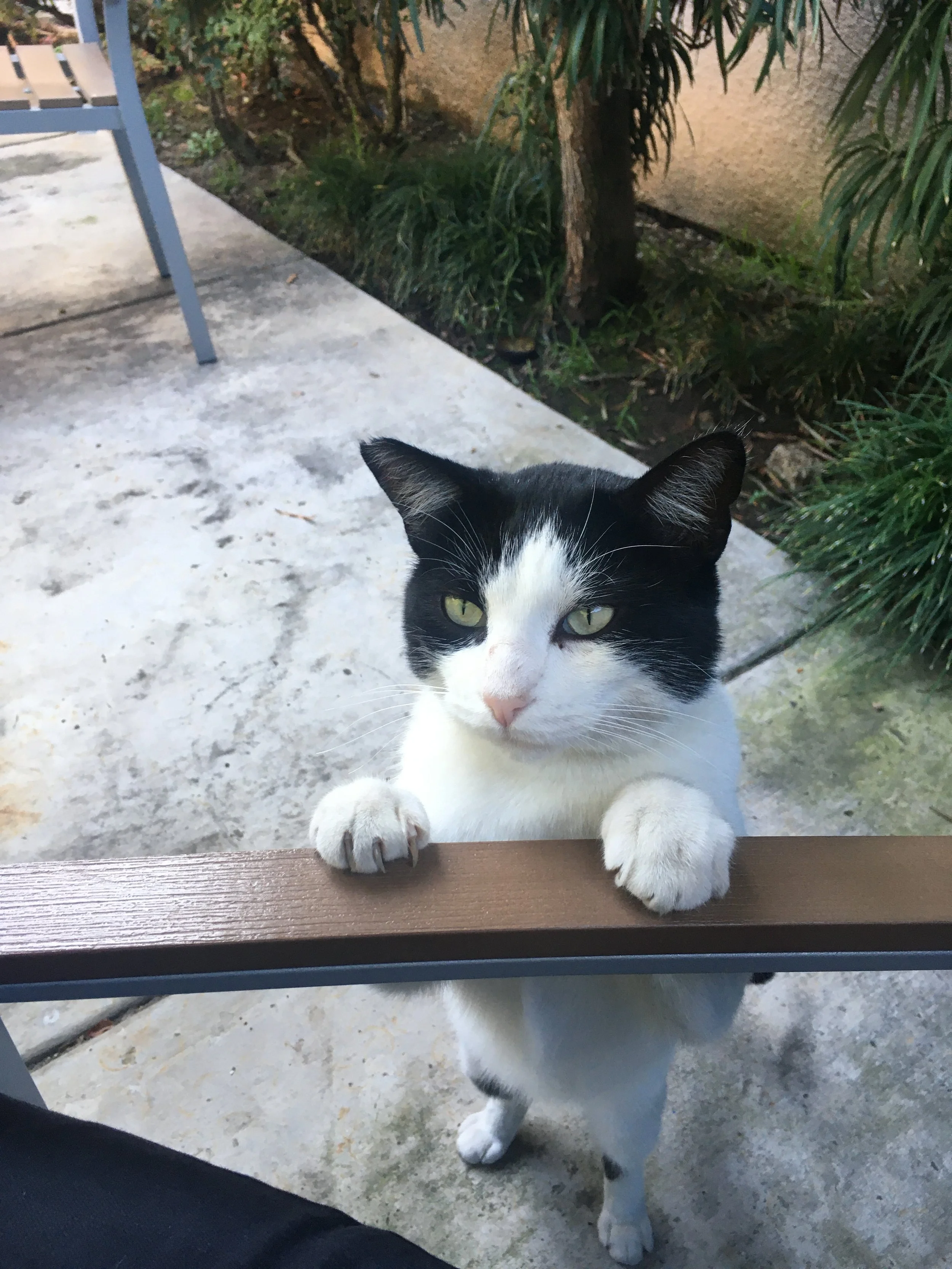 outdoor black and white cat