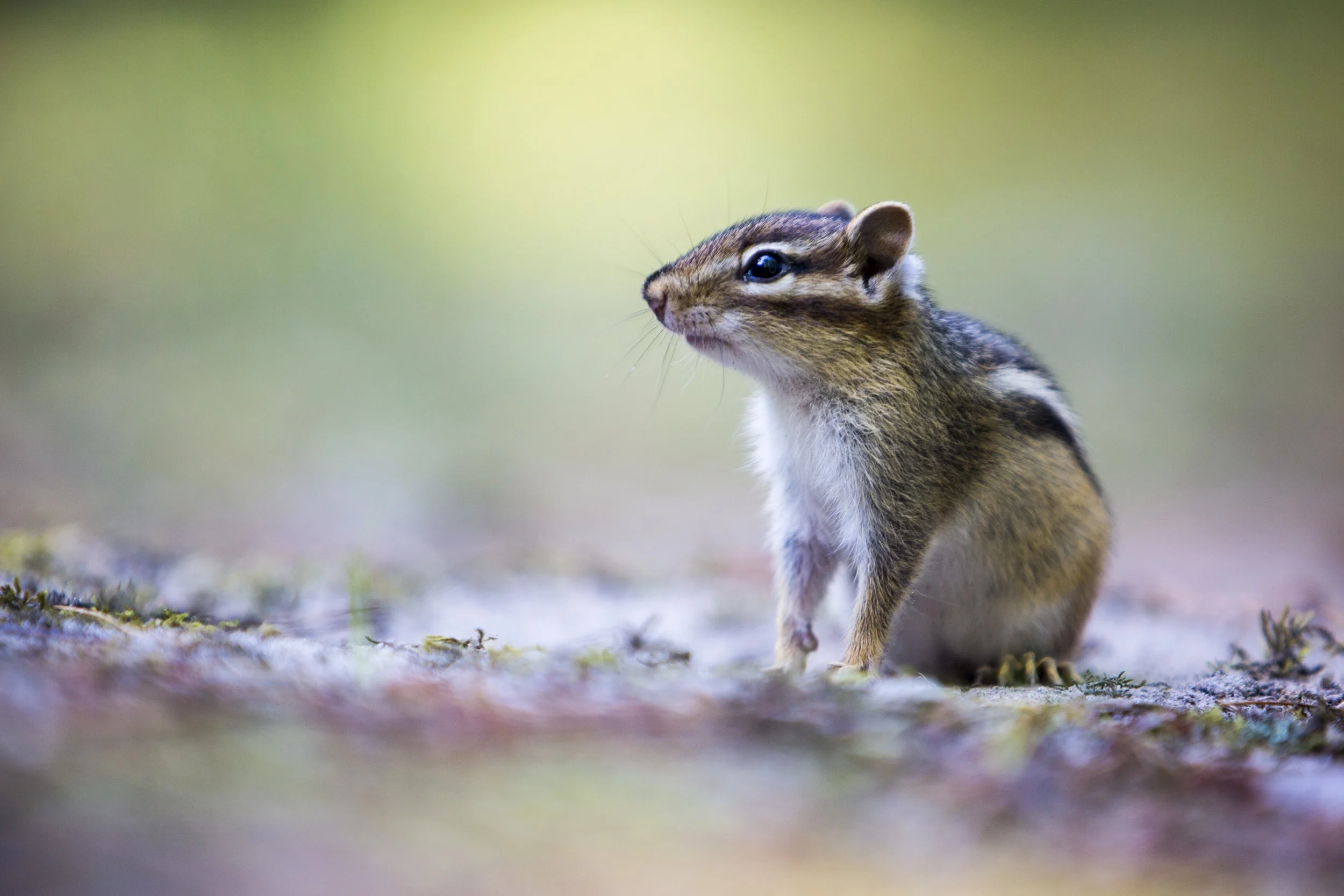 Close-up of a small squirrel with brown and gray fur standing on the ground in a natural outdoor setting.