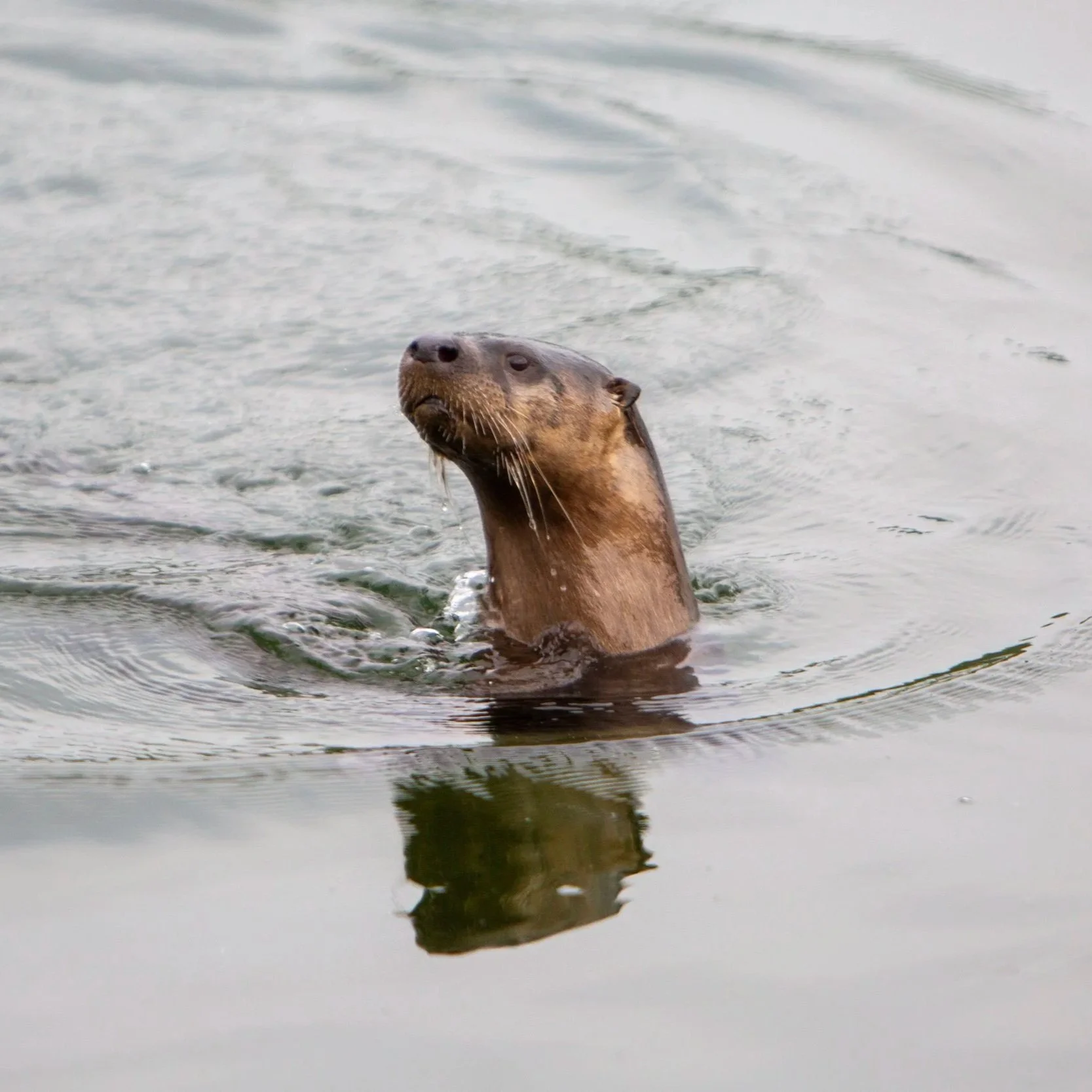 A seal's head above the water, with the water reflecting its face.