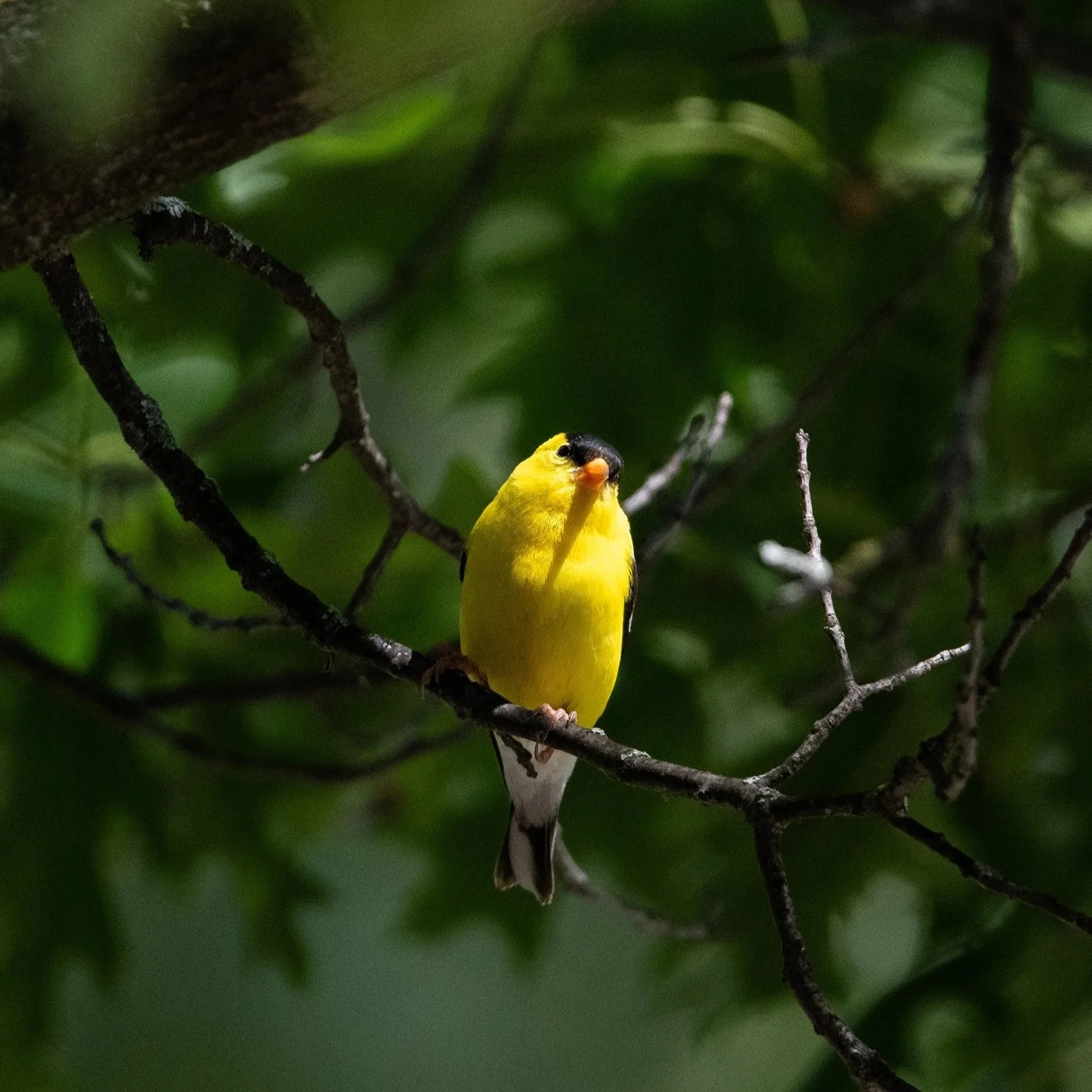 Close-up of a small yellow bird with black markings on its head, perched on a thin branch surrounded by dark green foliage.