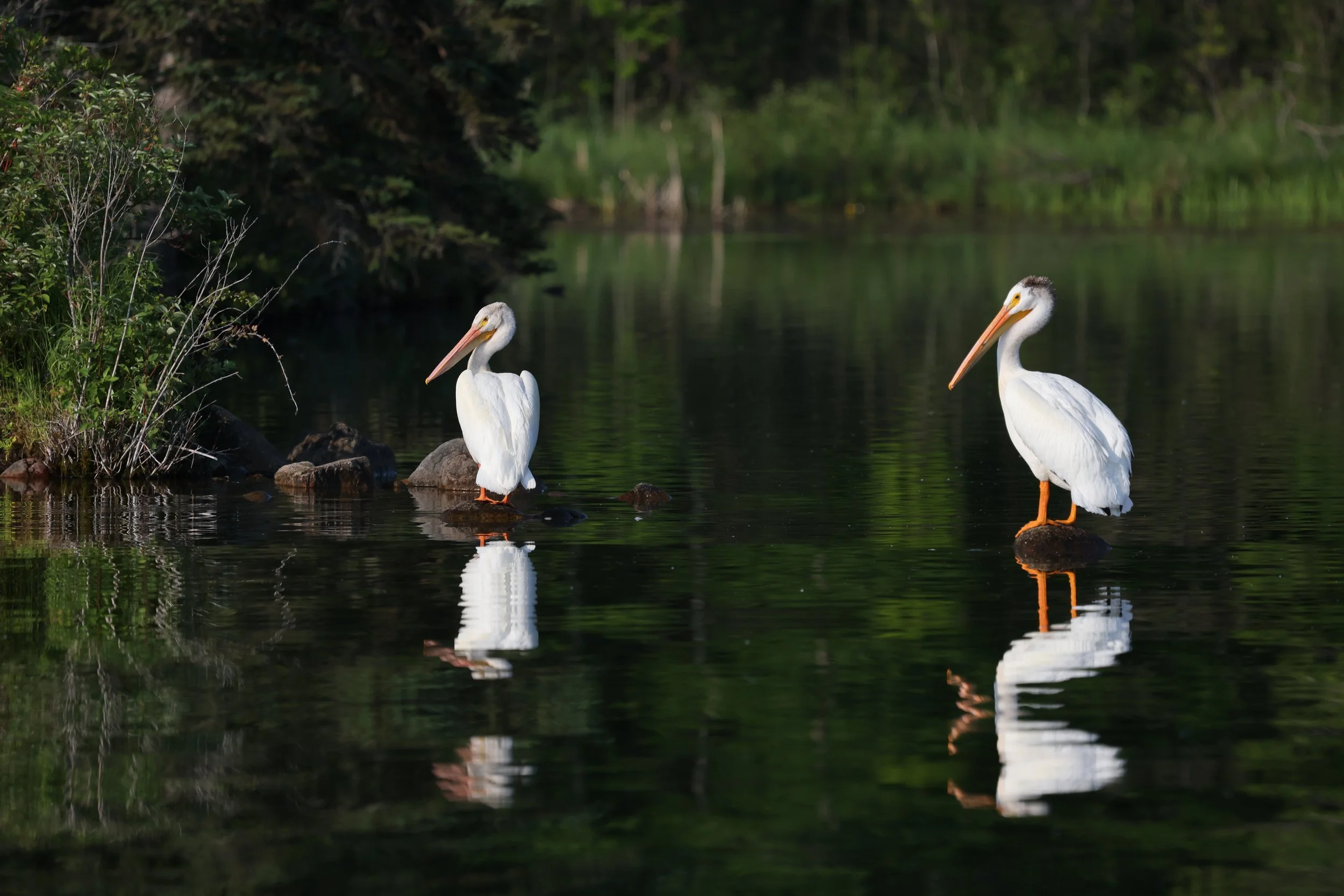 Two white pelicans standing on rocks in a calm body of water surrounded by green trees and vegetation.