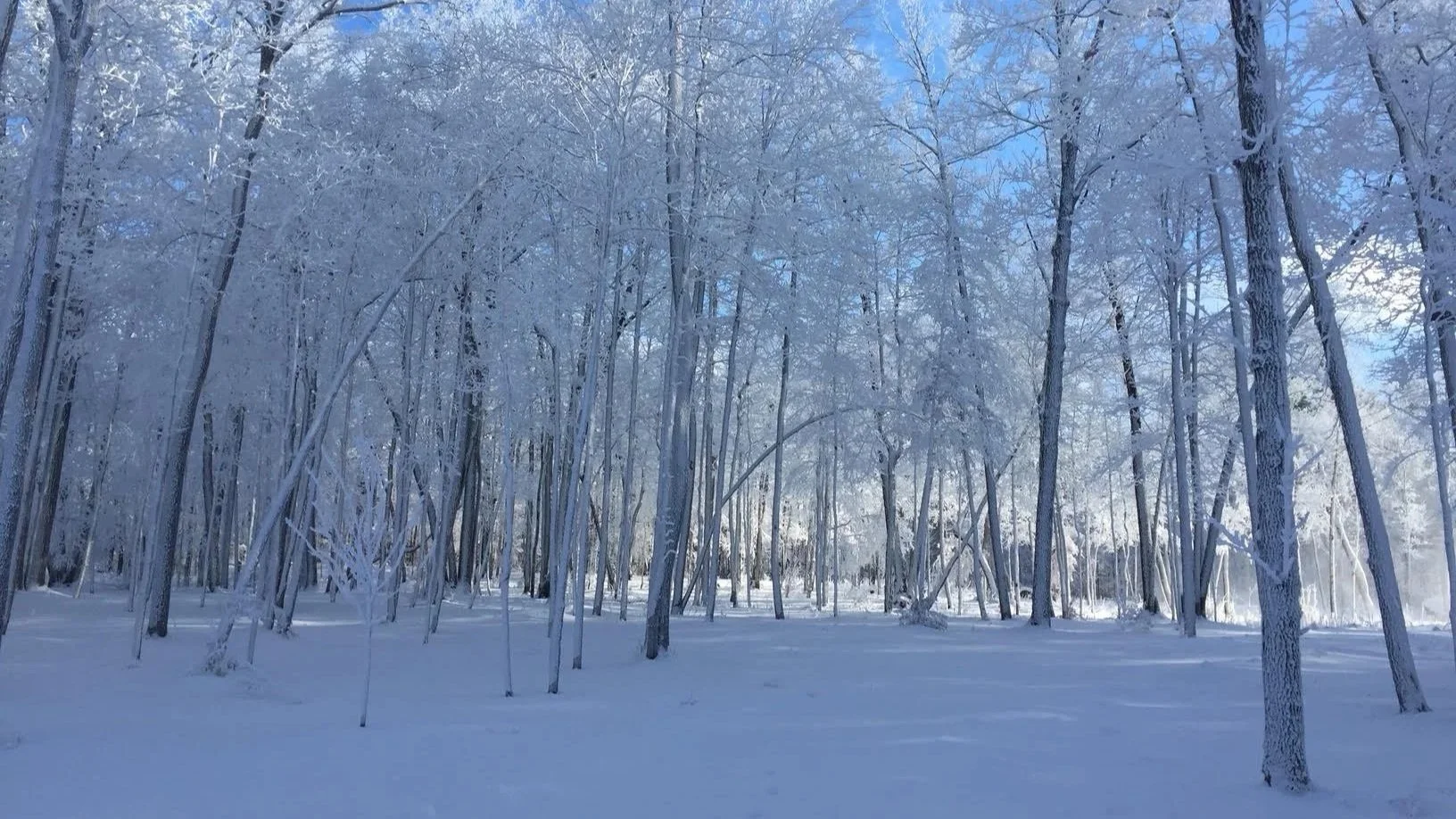Snow-covered forest with leafless trees under a clear blue sky.
