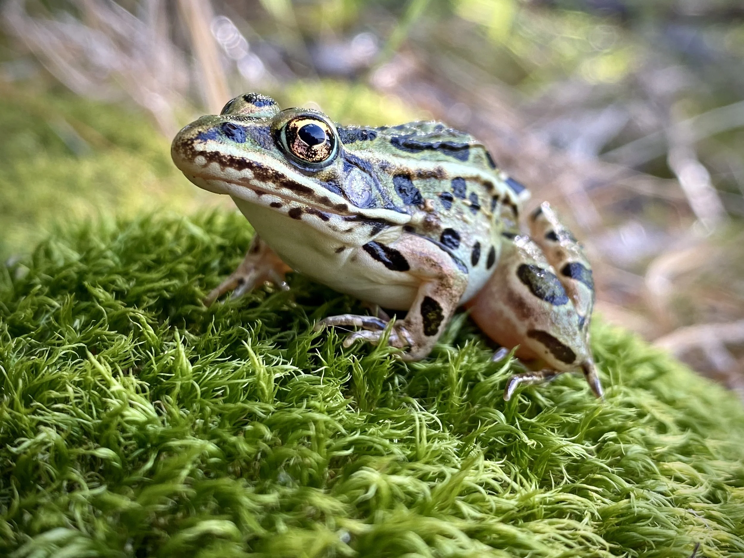Close-up of a green frog with black markings resting on green moss outdoors.