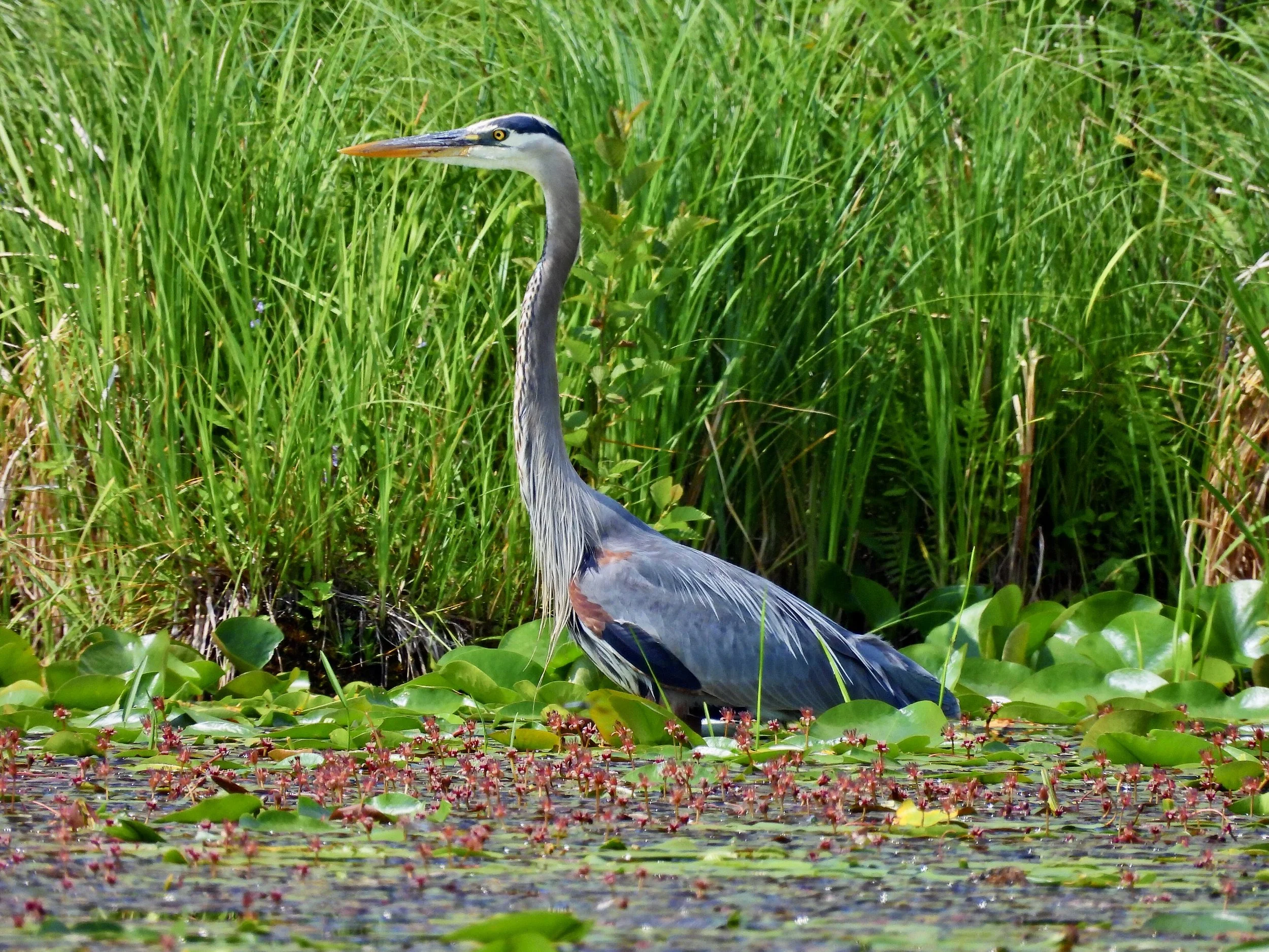 A heron standing among tall green grass near a pond with floating lily pads and pink water flowers.