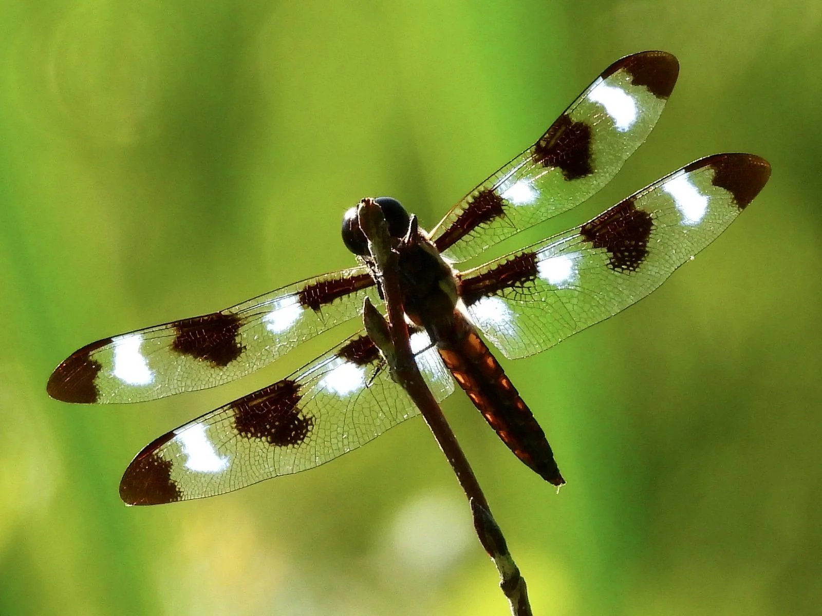 Close-up of a dragonfly perched on a twig, with transparent wings featuring brown and white patches, set against a bright green background.
