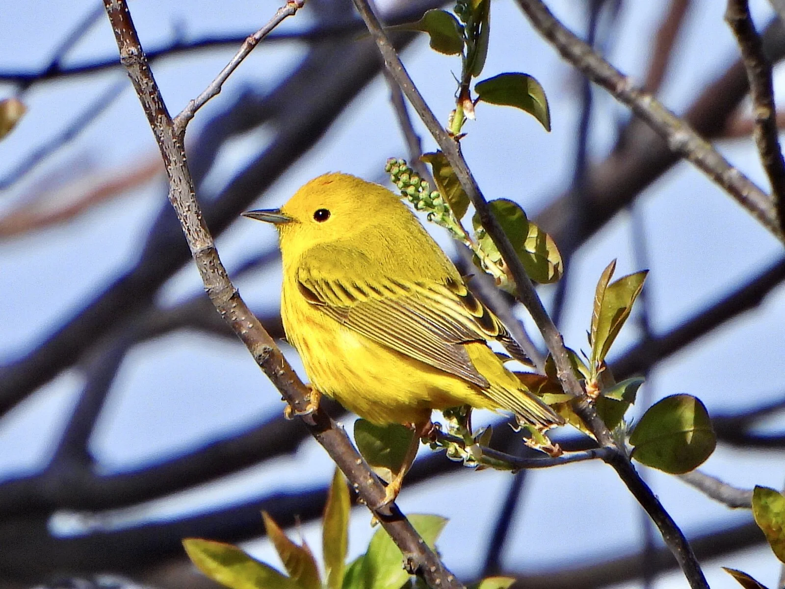 A bright yellow bird perched on a branch with green leaves and small green flower buds, against a blurred background of branches and sky.