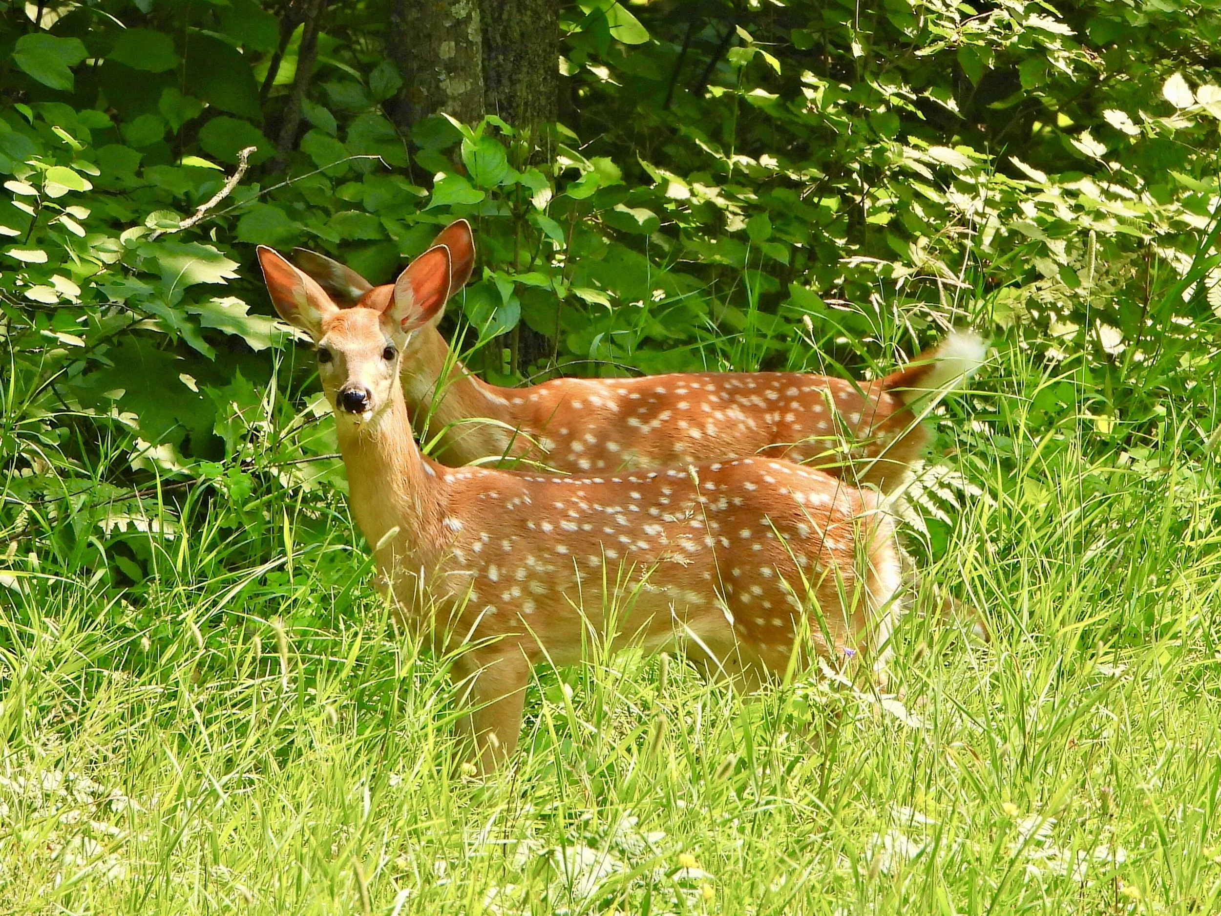 Deer with white spots on its back standing in tall grass amidst green foliage in a forest.