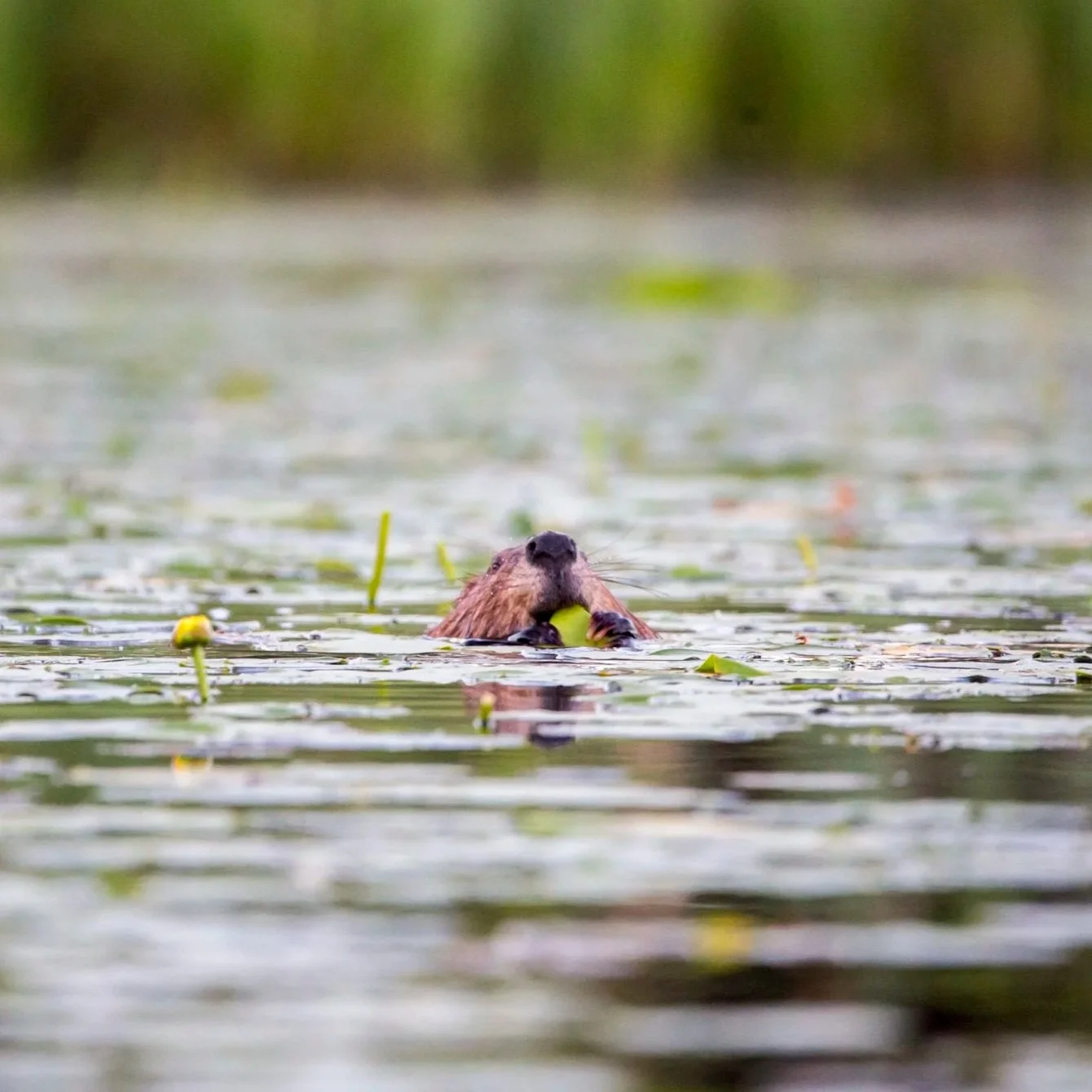 A beaver swimming in a body of water surrounded by lily pads, holding a green fruit in its paws.