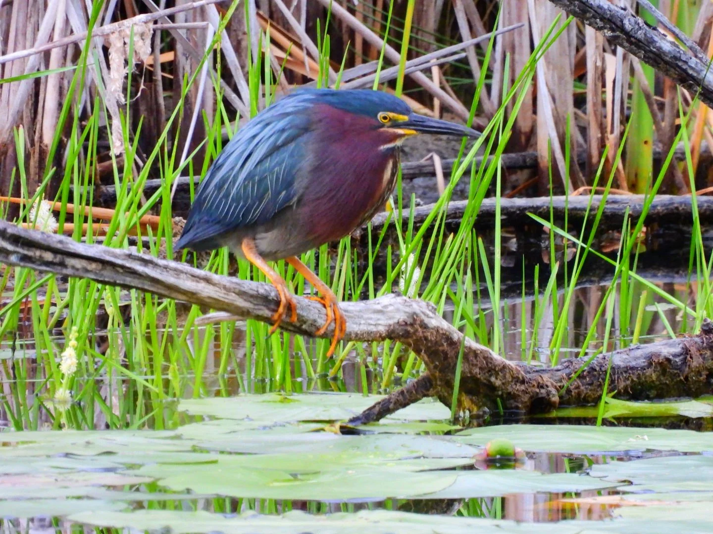 A heron perched on a wooden branch in a marsh, surrounded by tall green grasses and lily pads on the water surface.