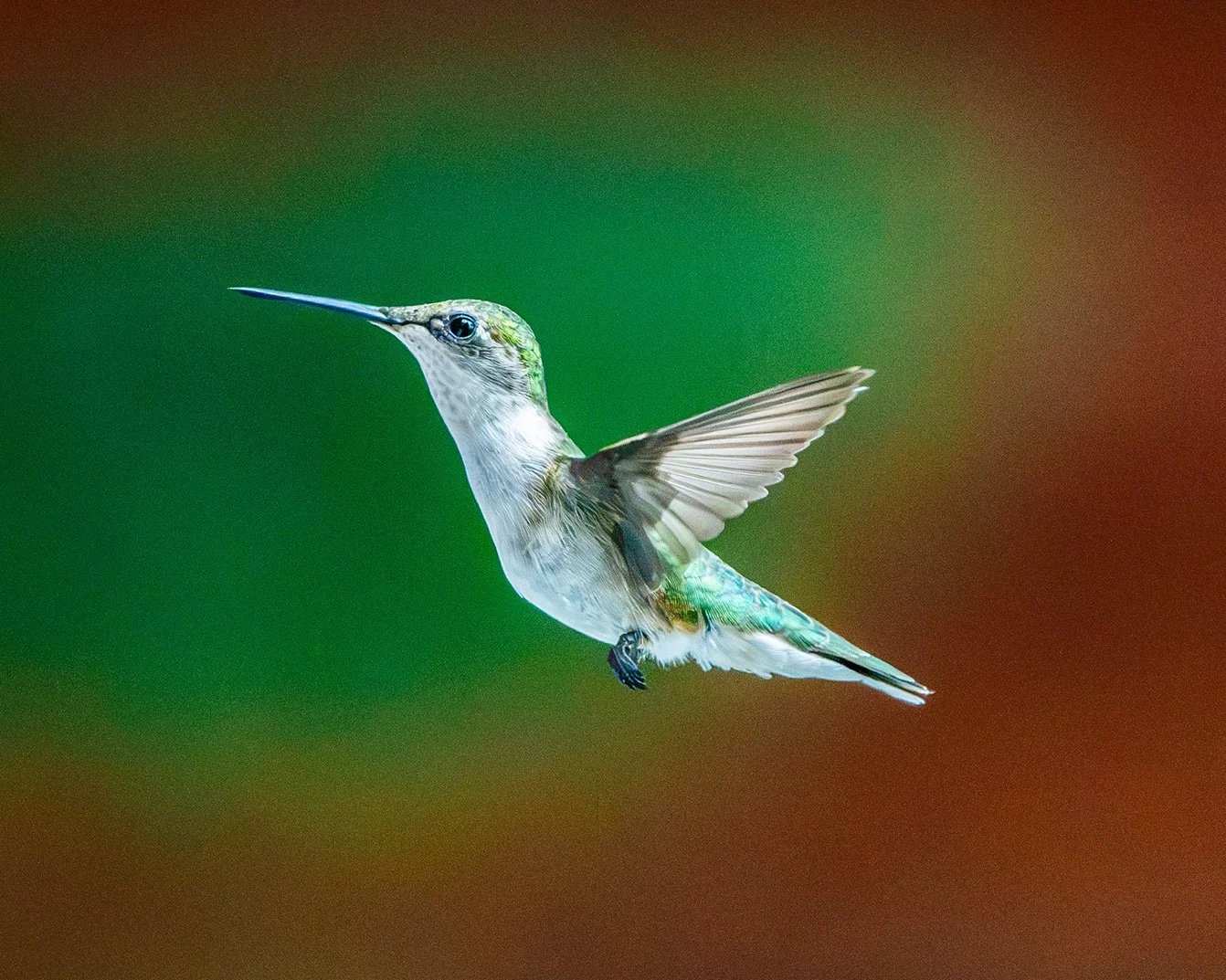A hummingbird flying with its wings spread, showing its green and white plumage against a blurred green and brown background.
