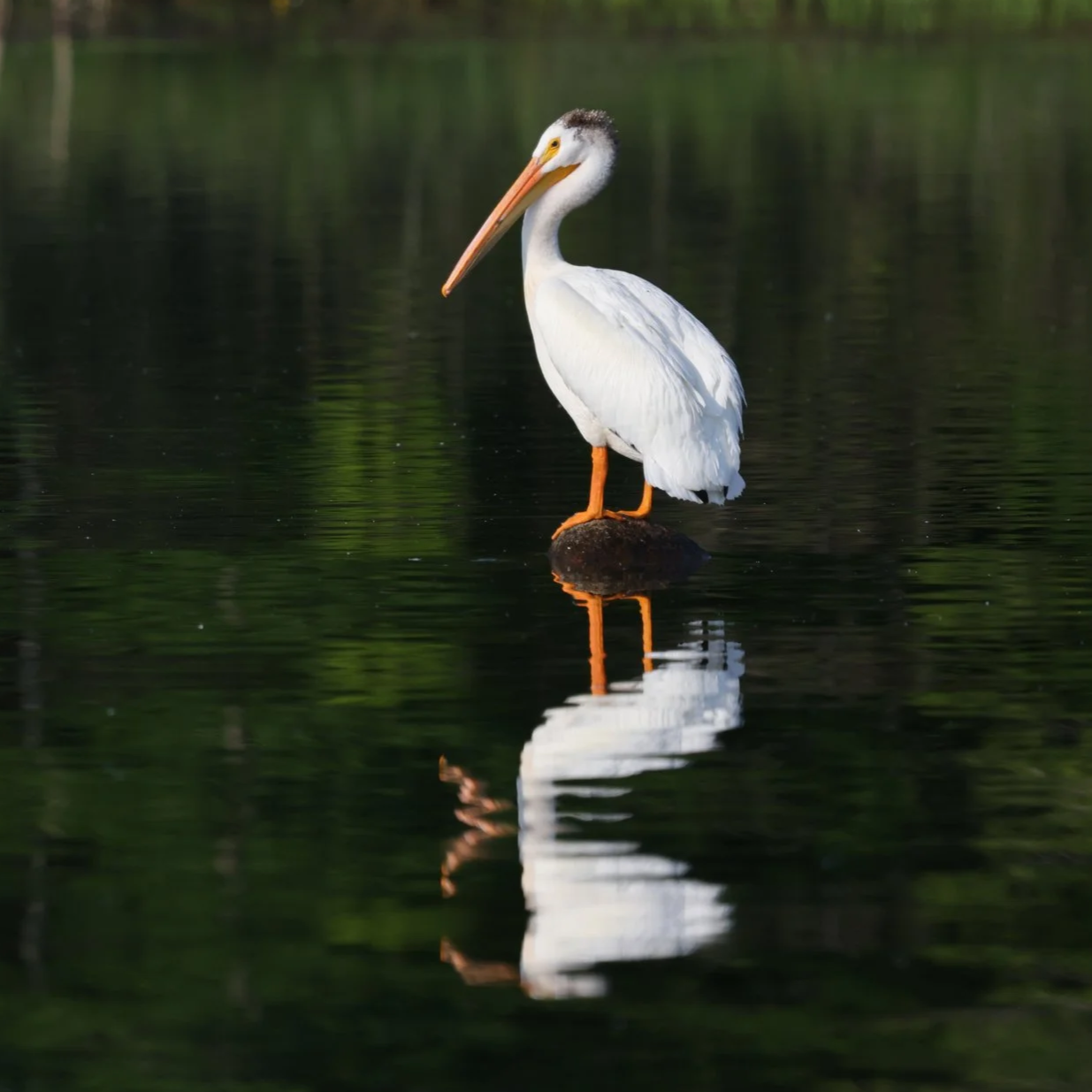 A white pelican standing on a small rock in calm water, with its reflection visible.