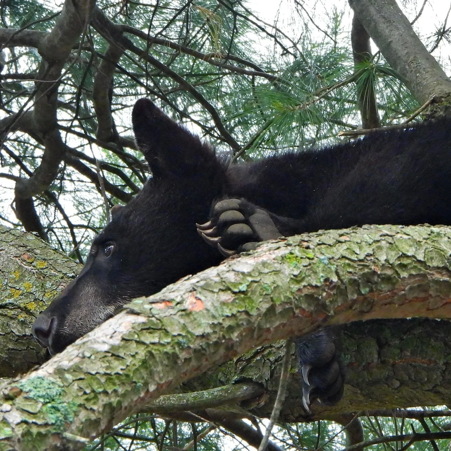 A black bear lying on a tree branch surrounded by green foliage and branches.