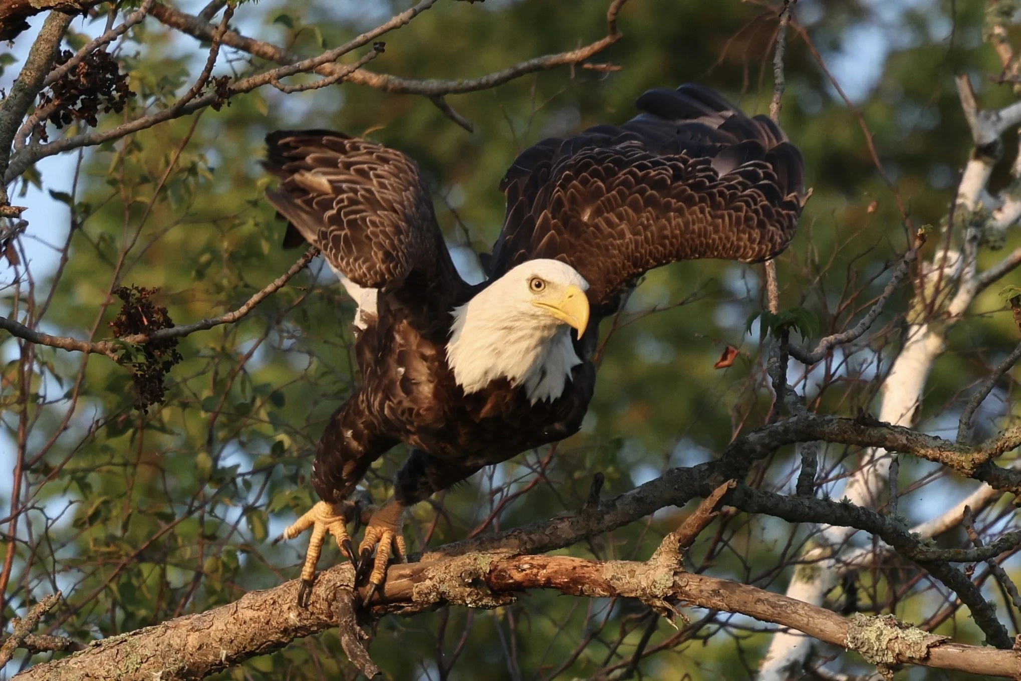 A bald eagle perched on a tree branch with its wings partially spread and looking downward.