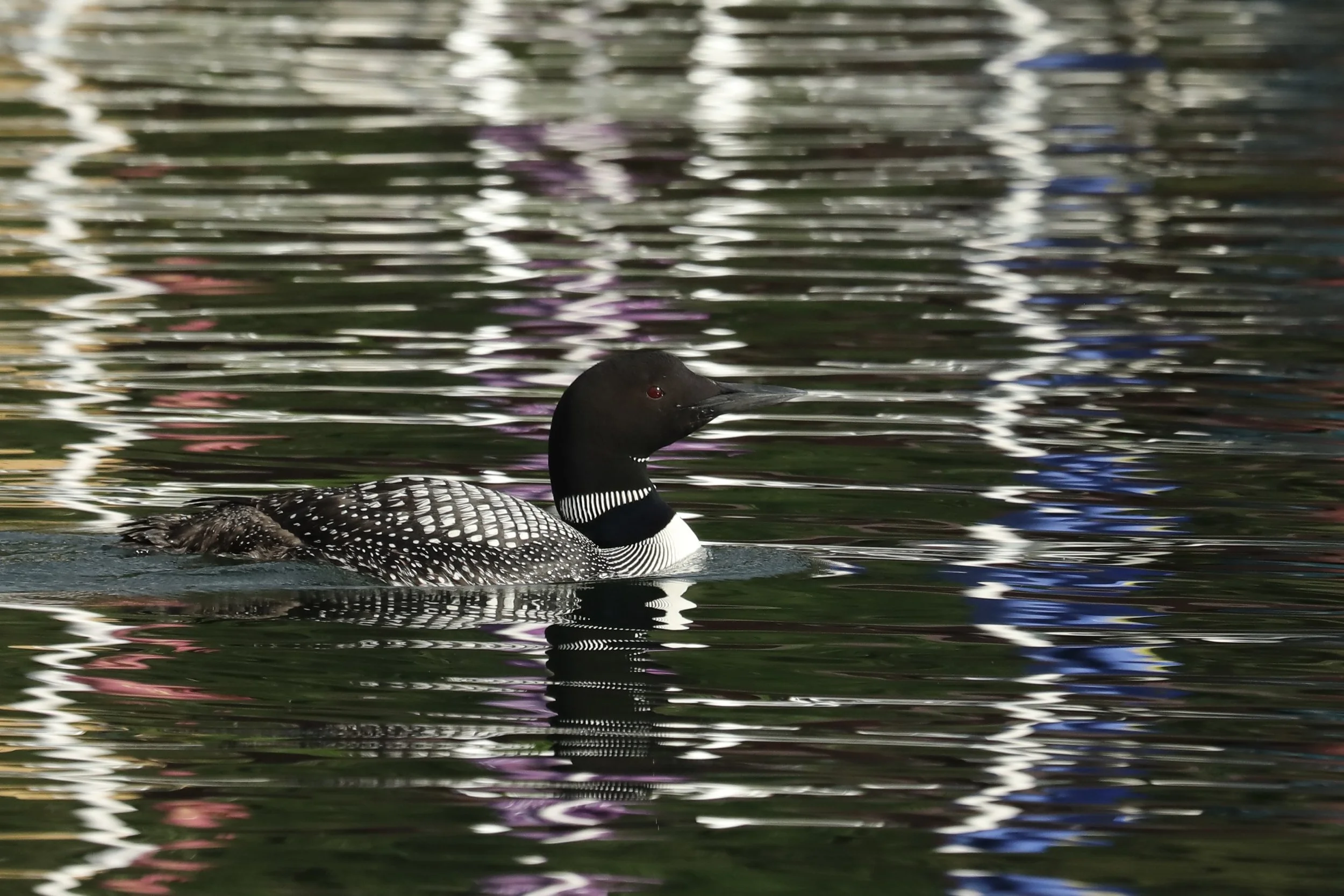A common loon swimming on a lake with colorful reflections on the water's surface.