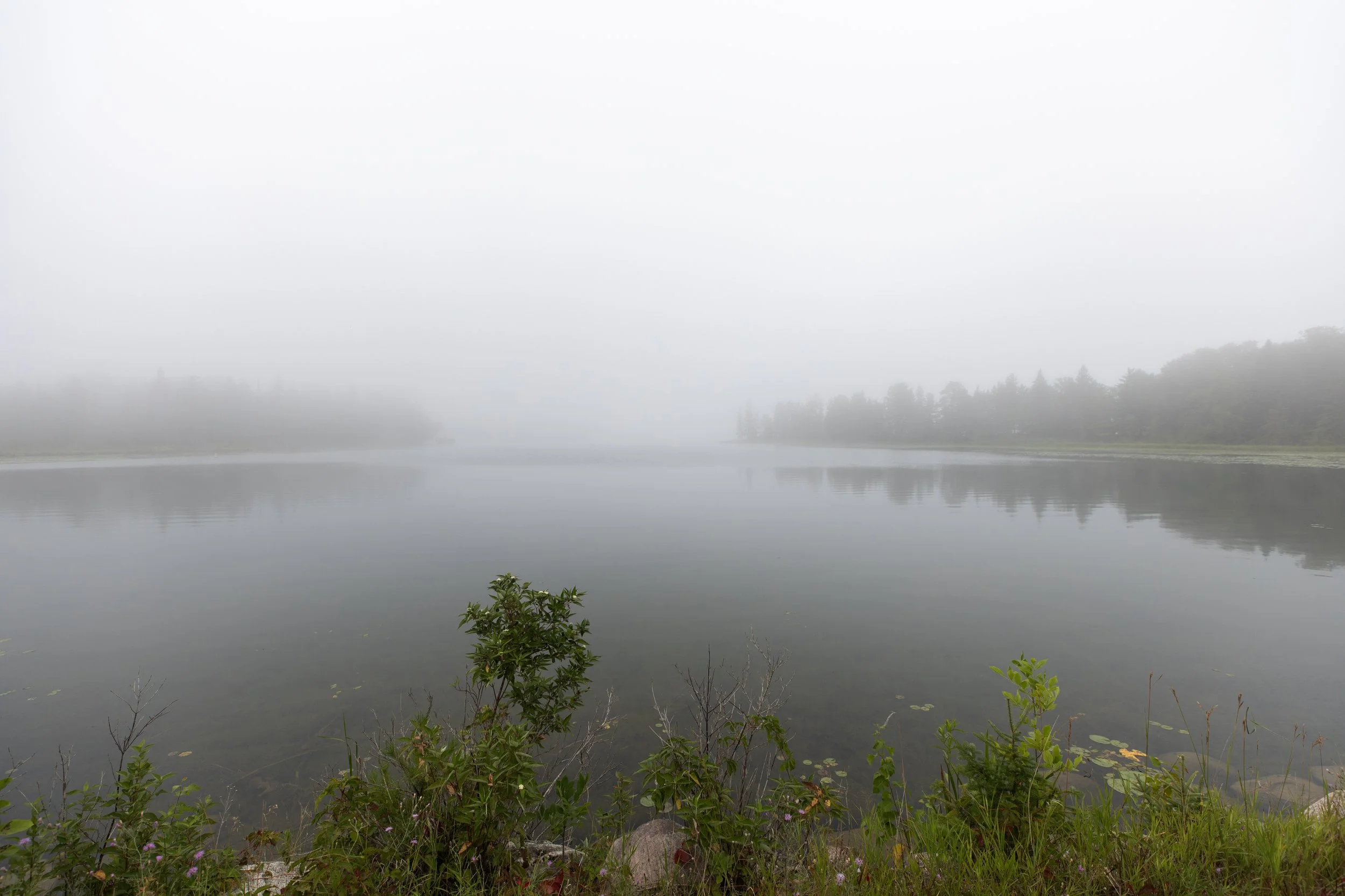 A foggy scene of a calm river with trees in the distance and greenery with small plants and rocks in the foreground.