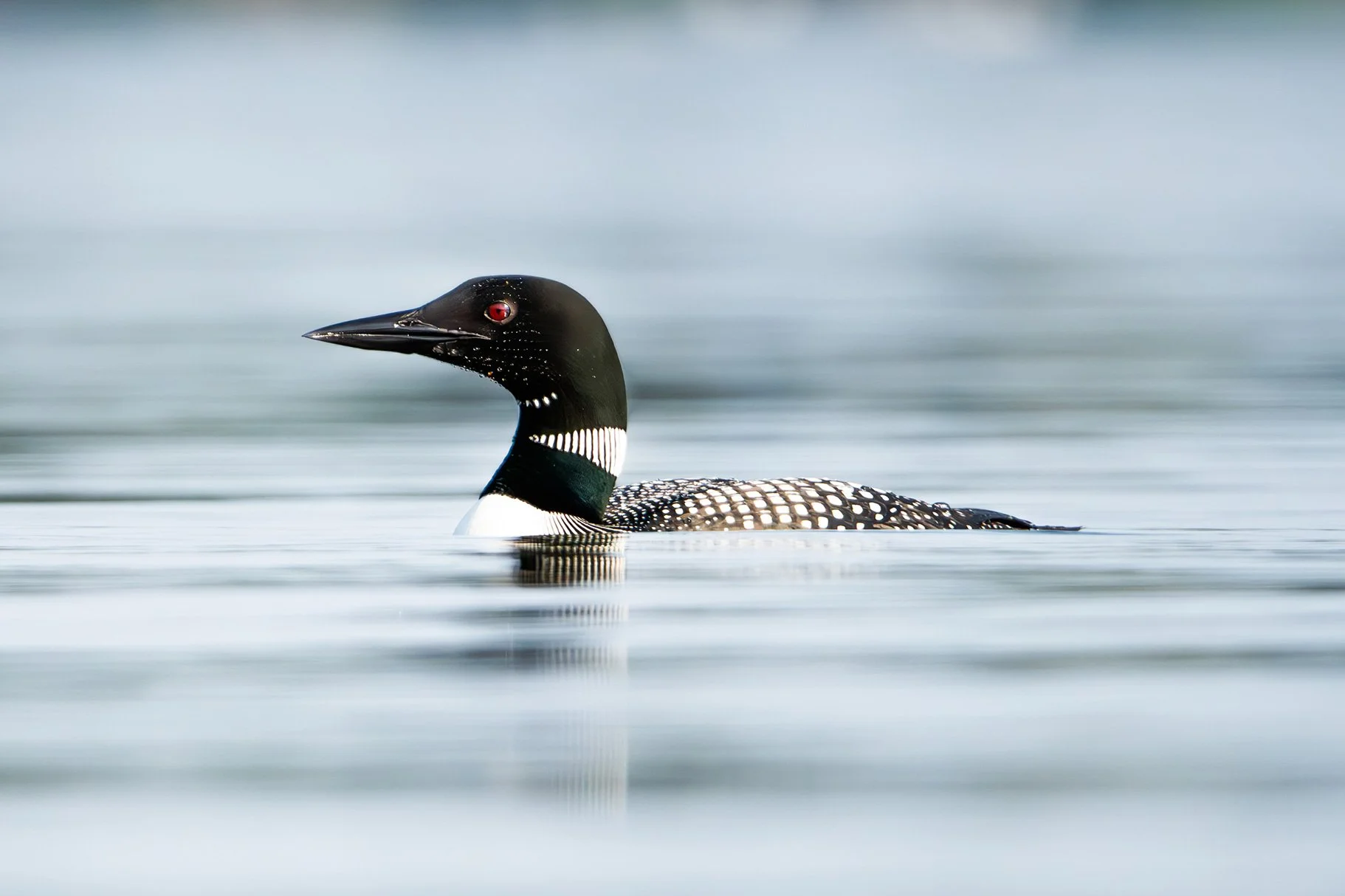 A loon swimming on calm water with a black head, white neck ring, and checkered black and white back.