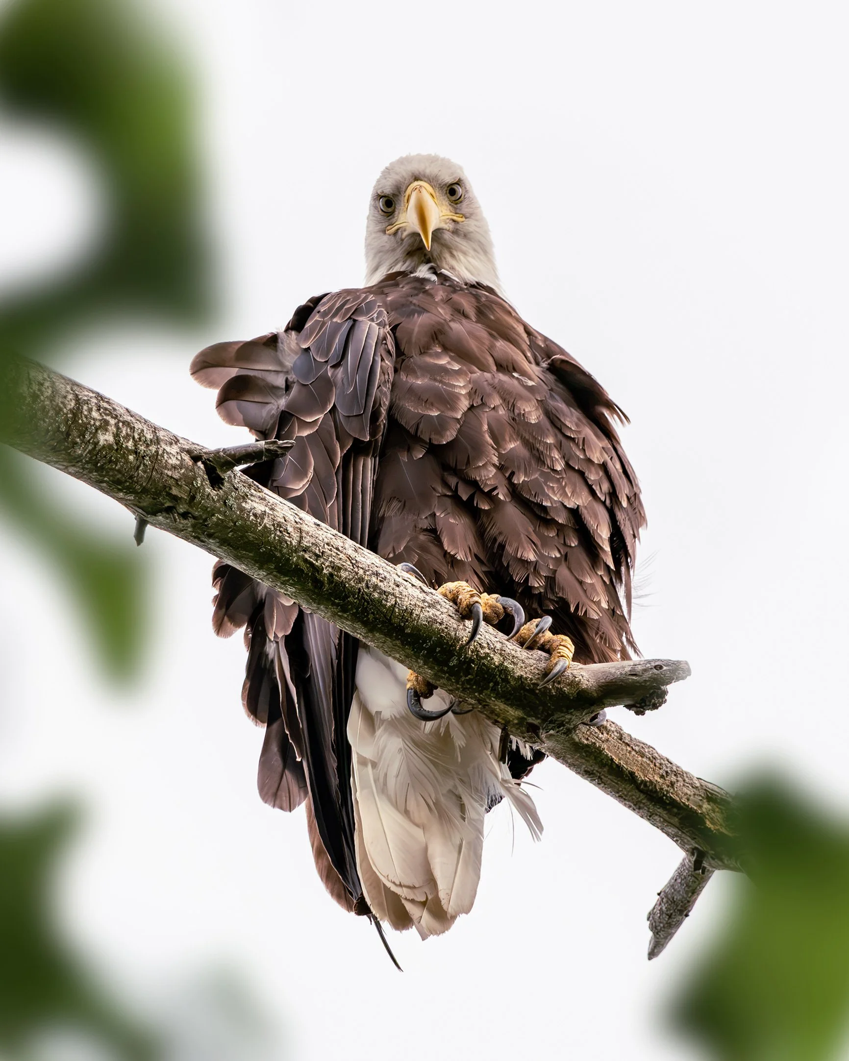 A close-up of a majestic eagle perched on a tree branch, with a white sky in the background.