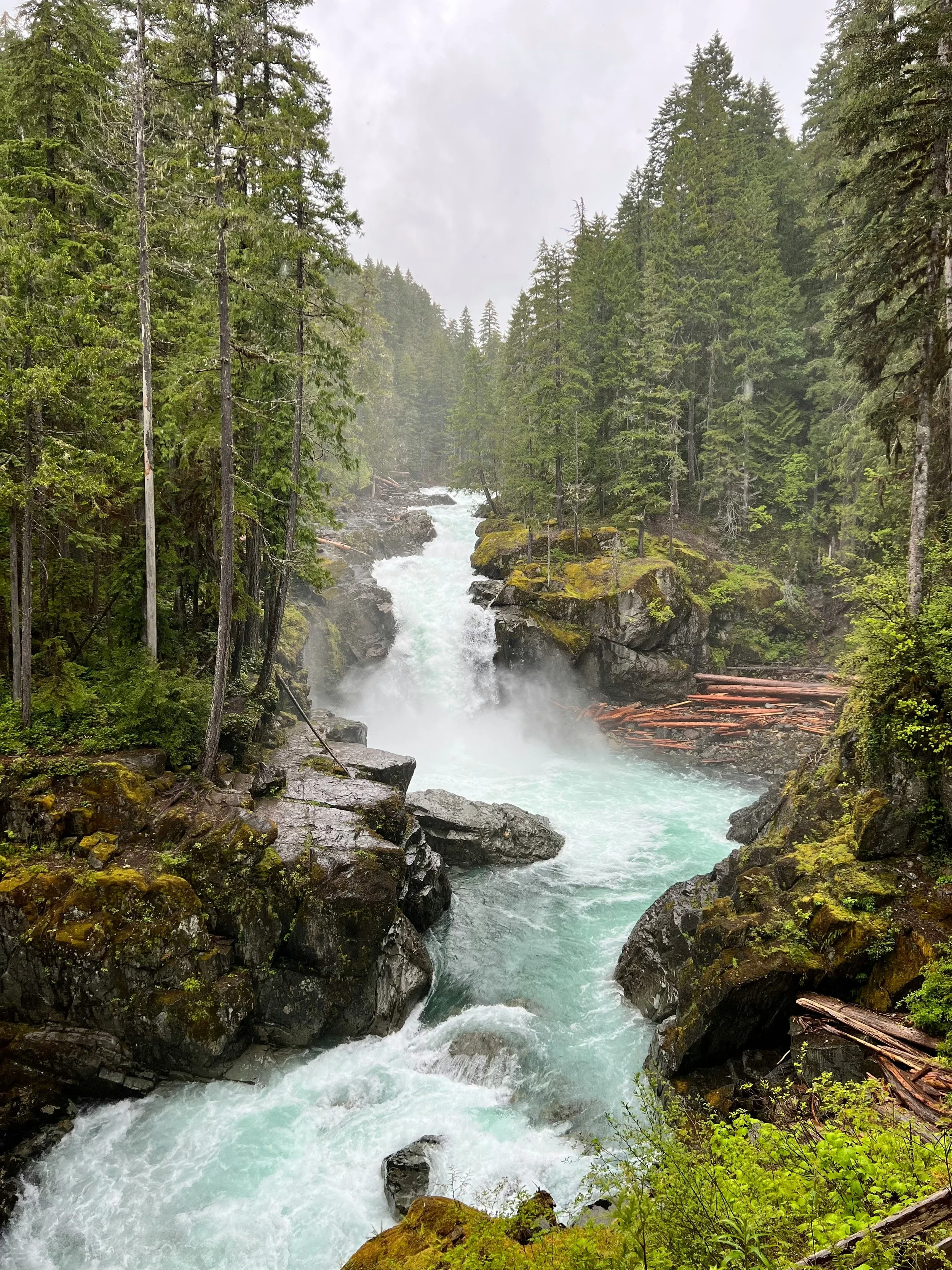 A rushing creek flowing through a lush, green forest with tall trees, moss-covered rocks, and fallen logs, under a cloudy sky.