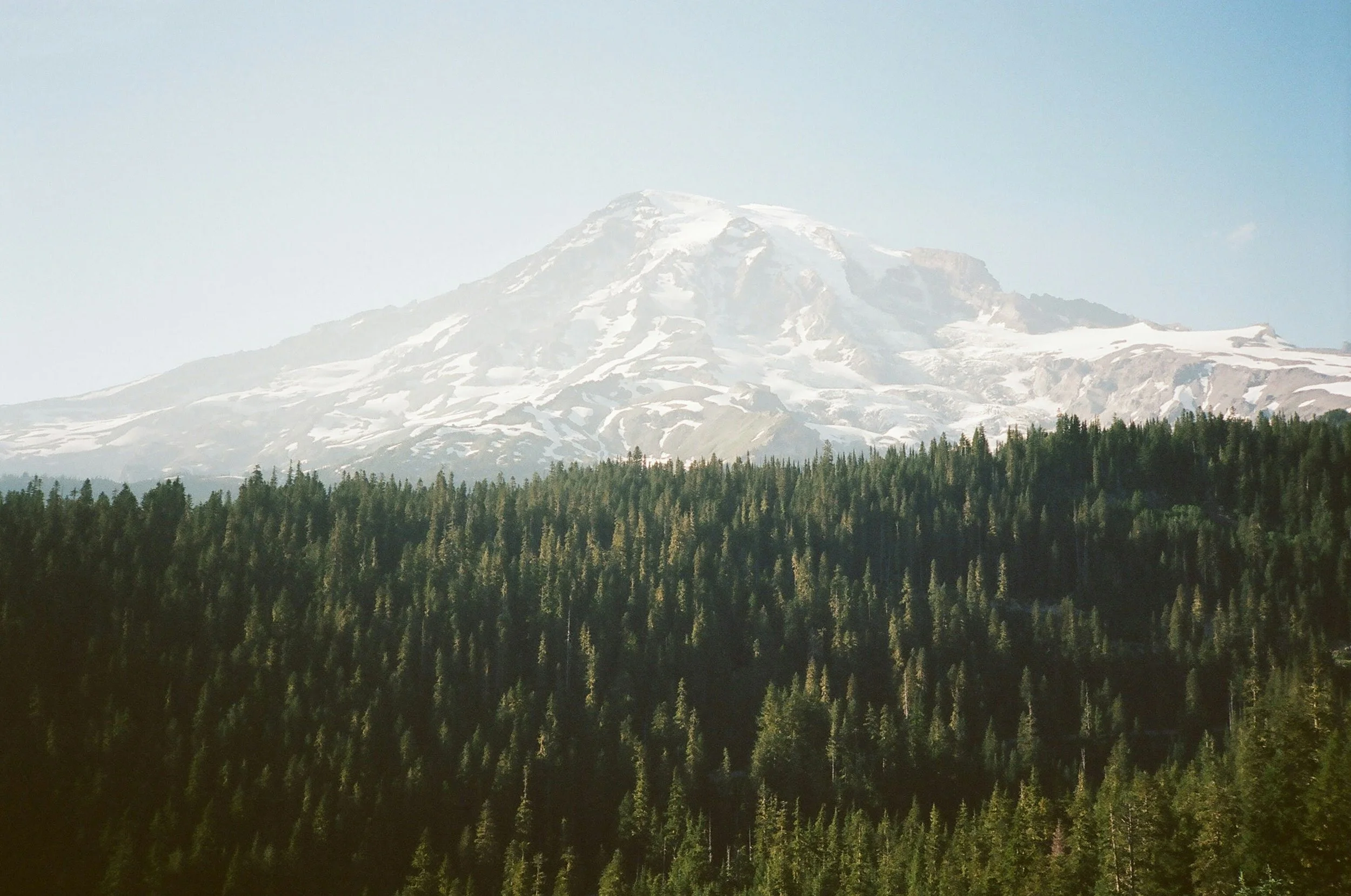 Trees with Mountain in the background