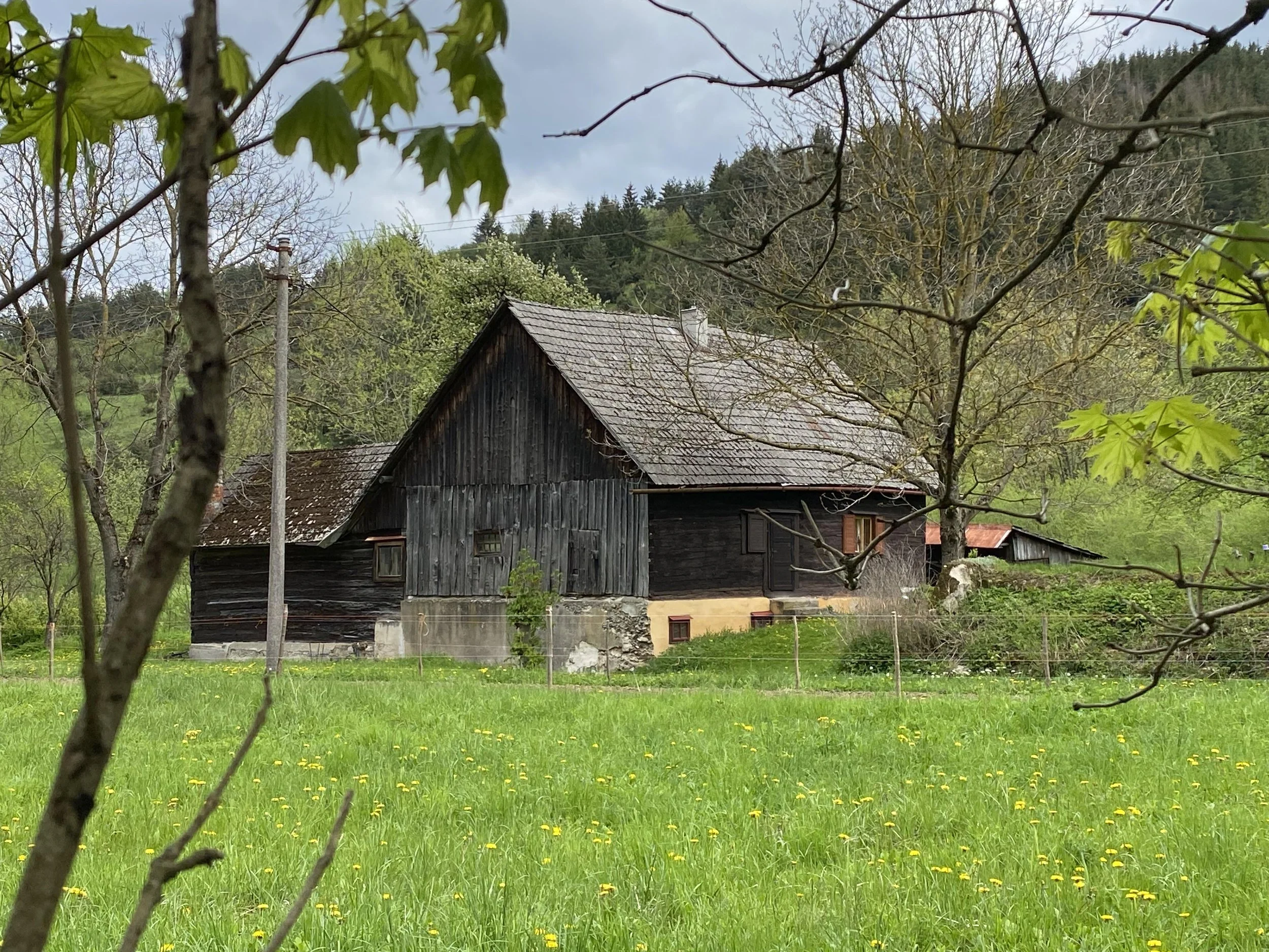 A rustic wooden house with a gray tiled roof, surrounded by a lush green grassy yard with small yellow flowers, trees with green and budding leaves, and a hillside with more trees in the background under an overcast sky.