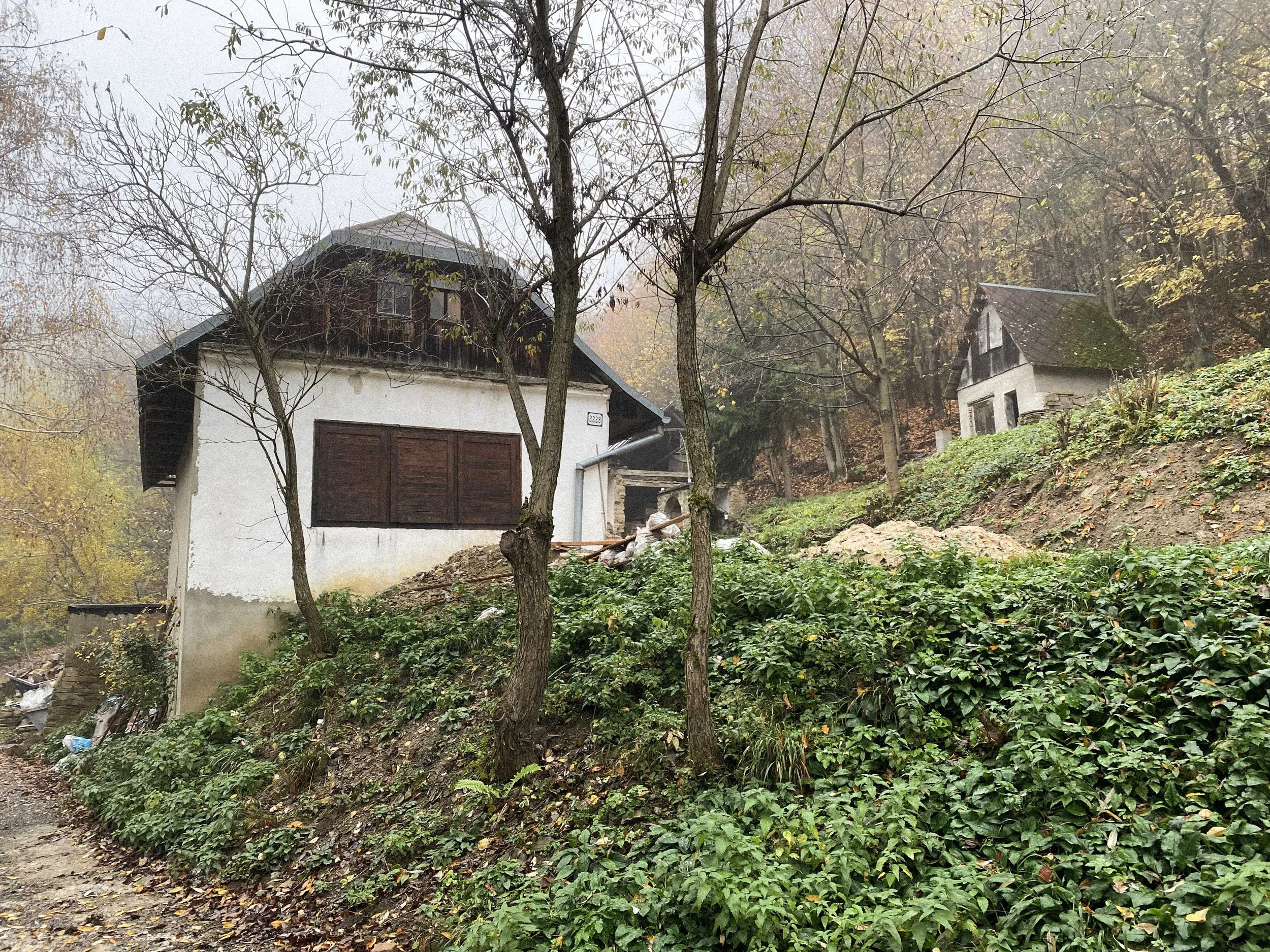 A foggy autumn scene with leafless trees, green bushes, and houses on a hillside.
