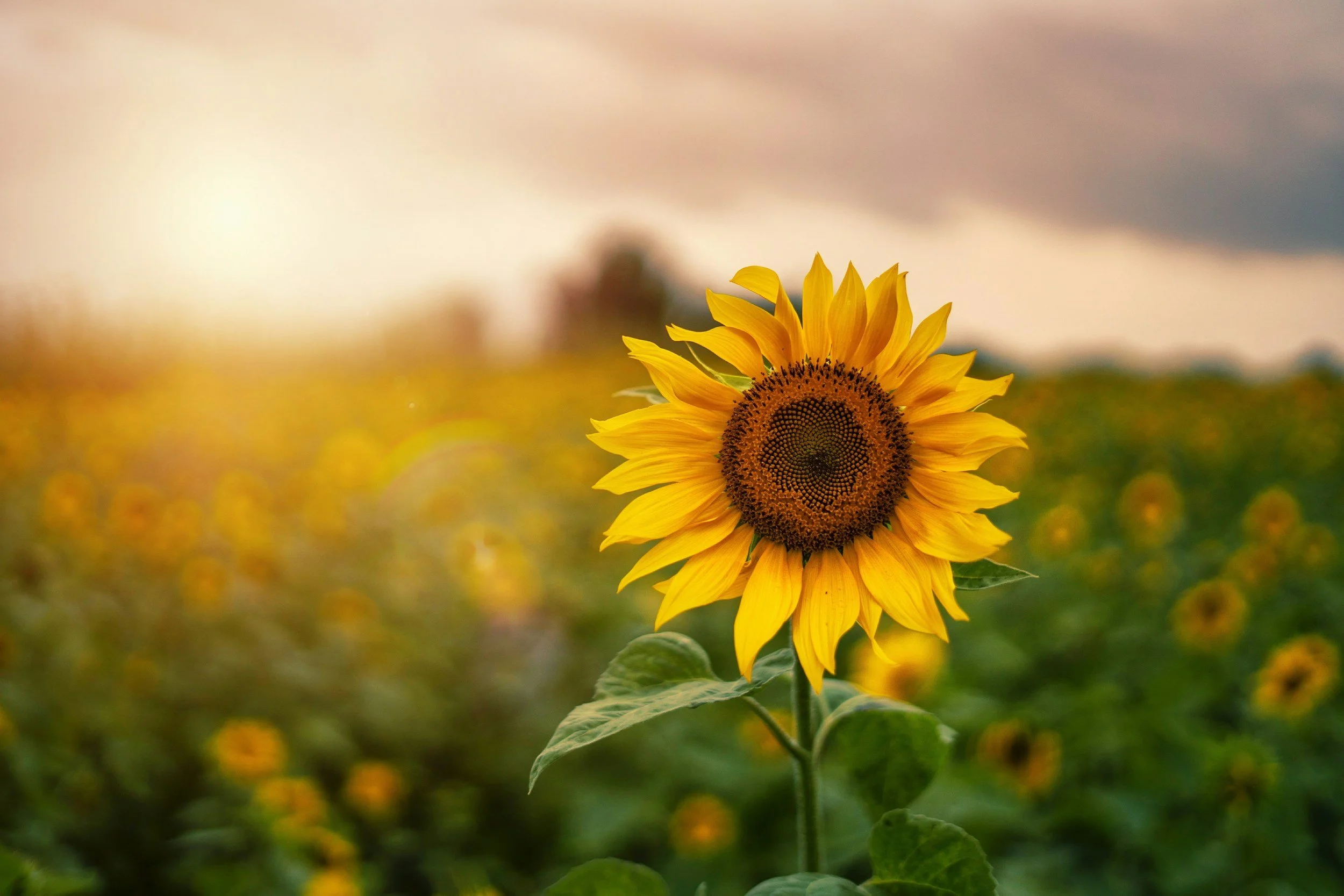 A vibrant yellow sunflower standing tall in a sunflower field with a hazy sky in the background.