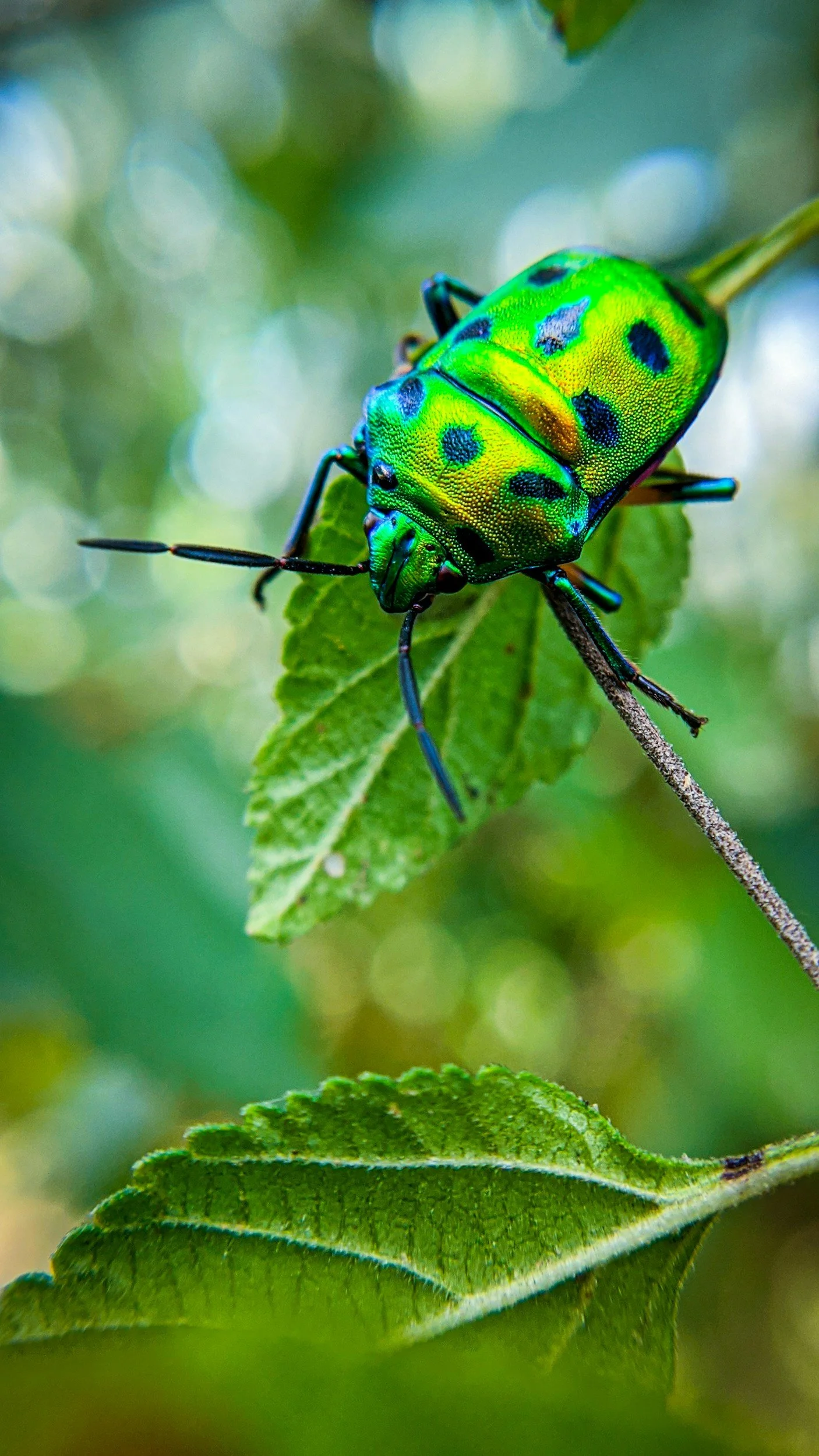 Close-up photograph of a green beetle with black spots on a leaf, background of blurred greenery.