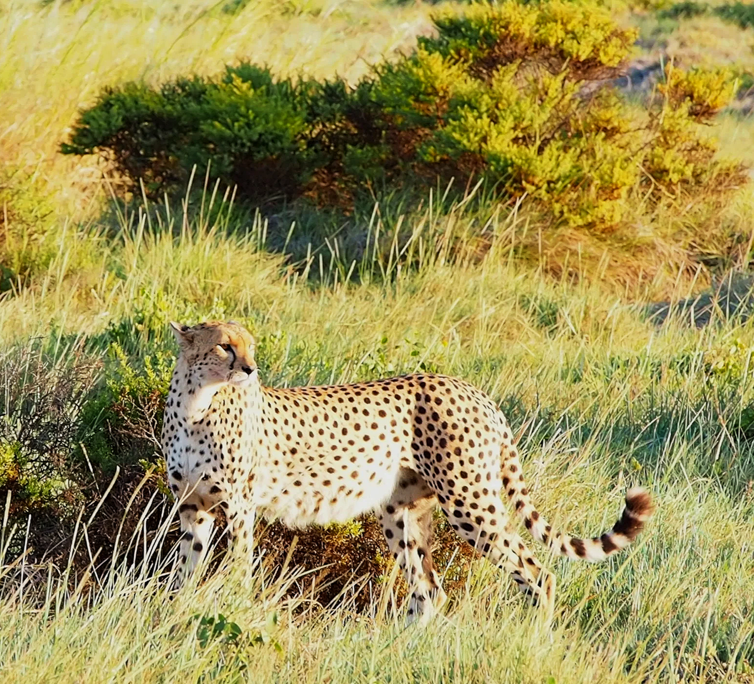 Amboseli National Park