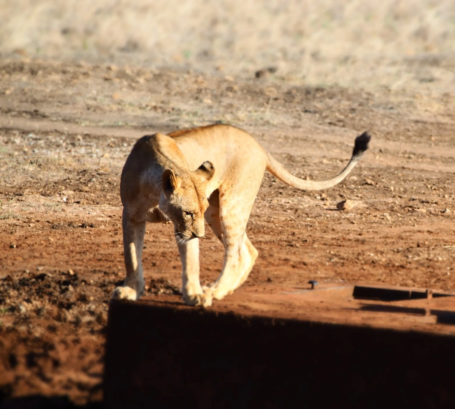 Tsavo East National Park