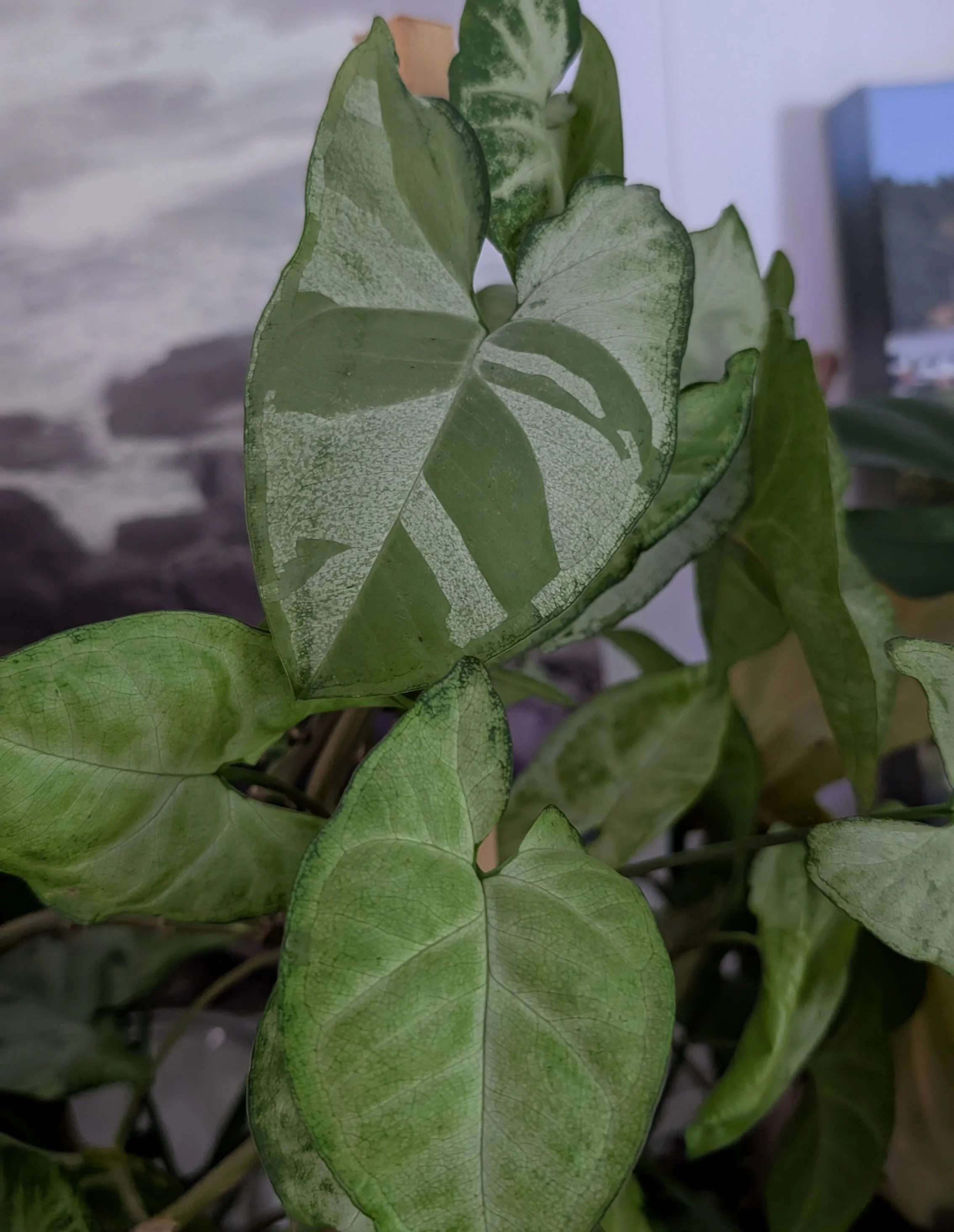 green and silver arrowhead vine