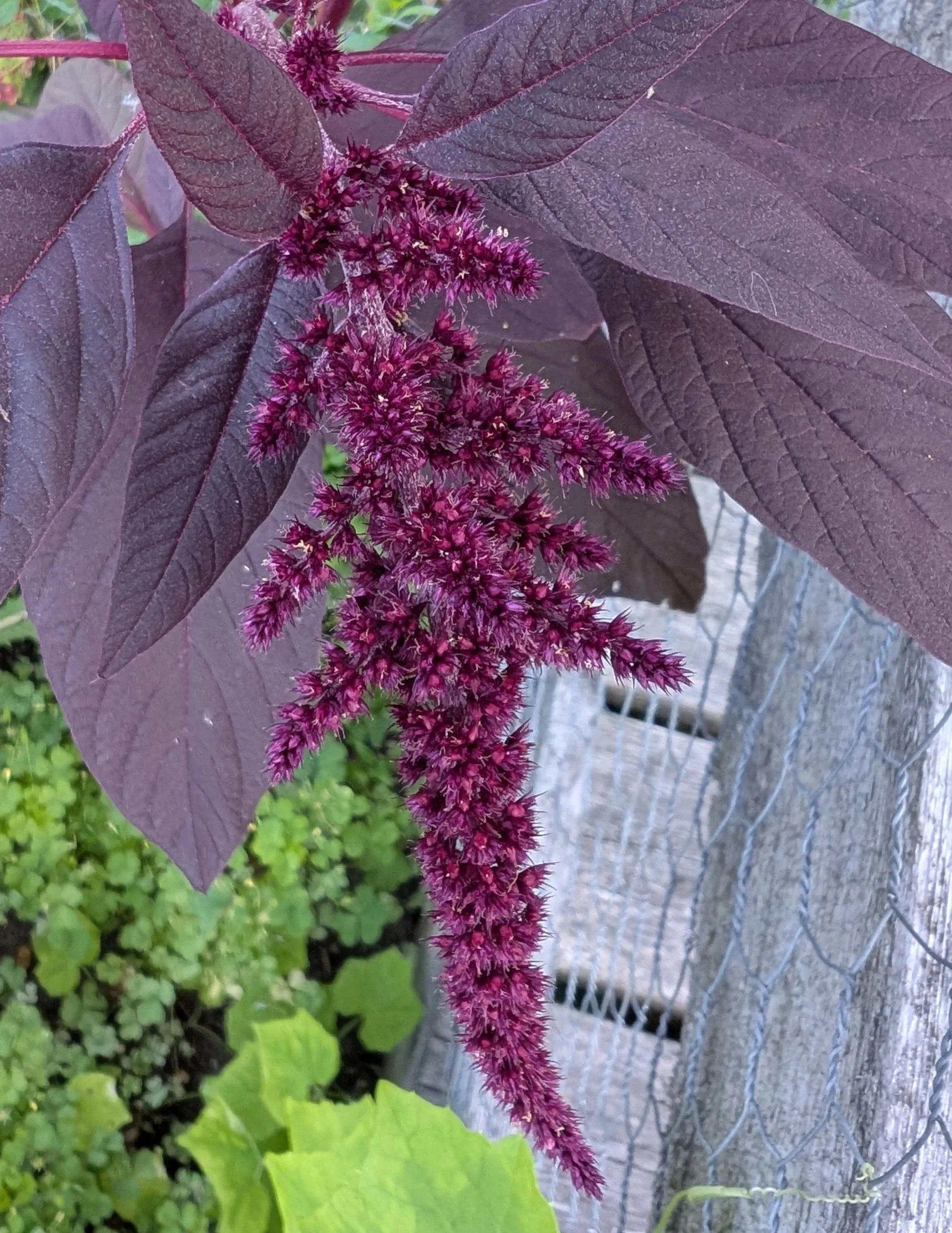 purple amaranth
