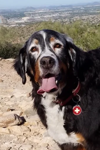 A dog with a black, white, and brown coat, wearing a red collar with a medical tag, standing outdoors on rocky terrain with a city and mountains in the background.