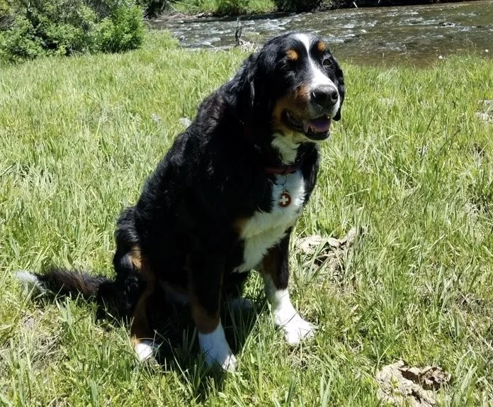 A black, brown, and white dog with floppy ears, sitting on green grass near a river, wearing a red collar with a white medical tag.