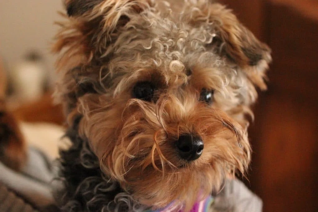 Close-up of a fluffy, curly-haired dog with brown and black fur, looking at the camera.