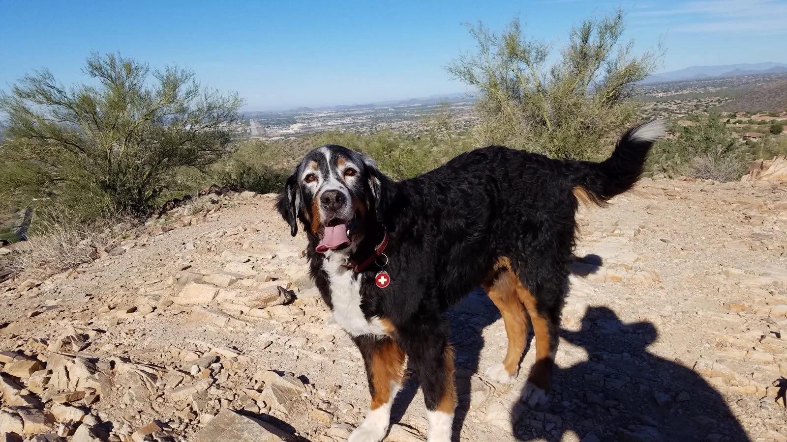 Custom pet urn for dog inspiration photo Burmese Mountain Dog